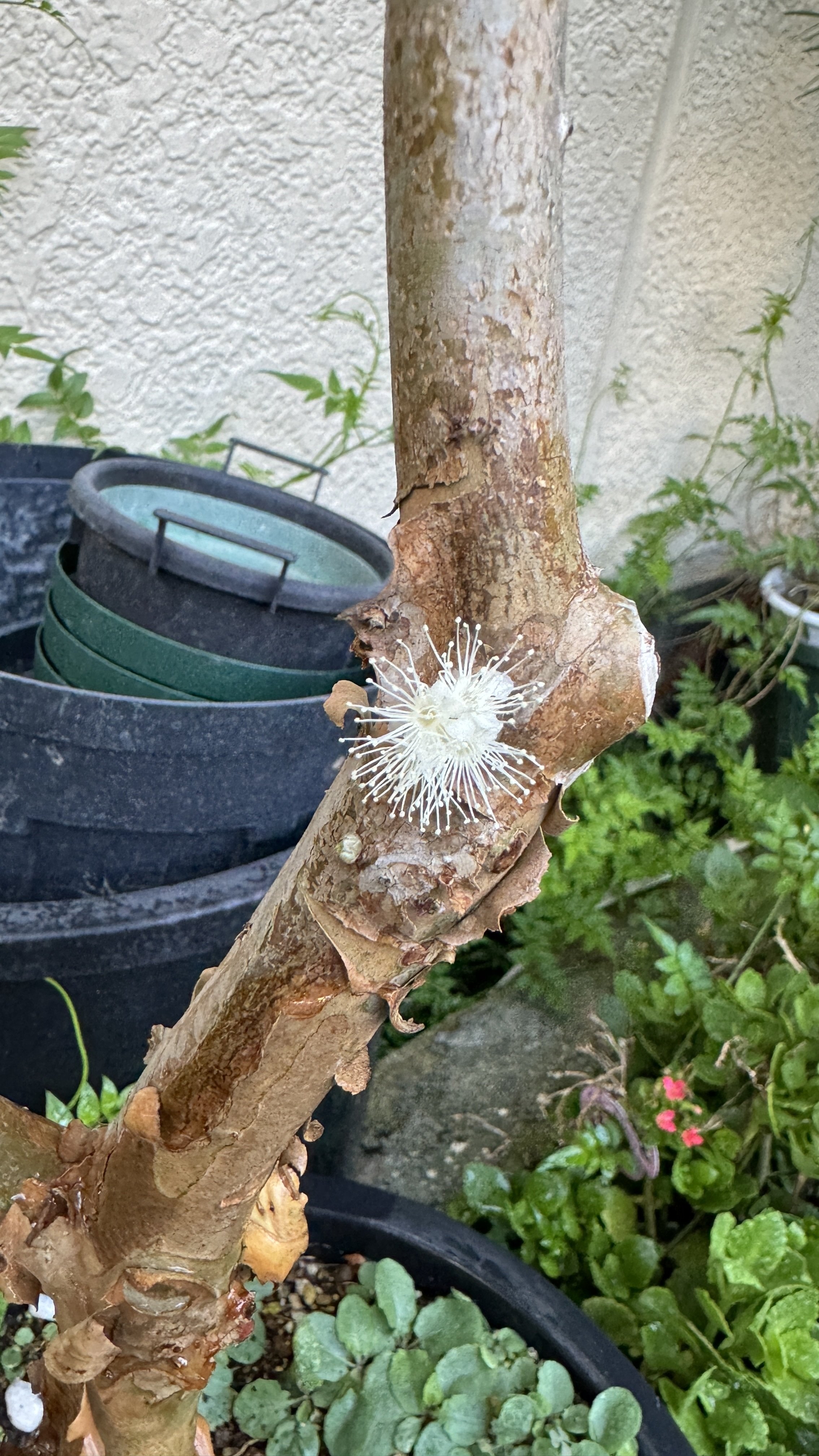 ジャボチカバの育て方｜花屋のラフ