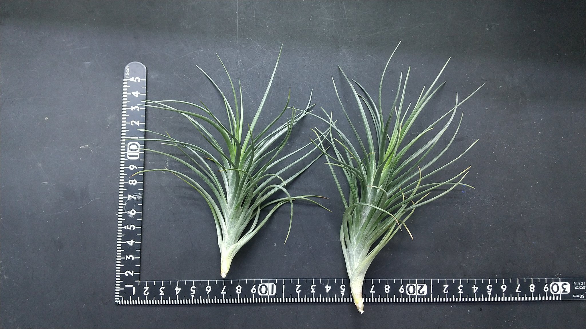 チランジア入荷リスト8/31｜NatureGarden🌿神田