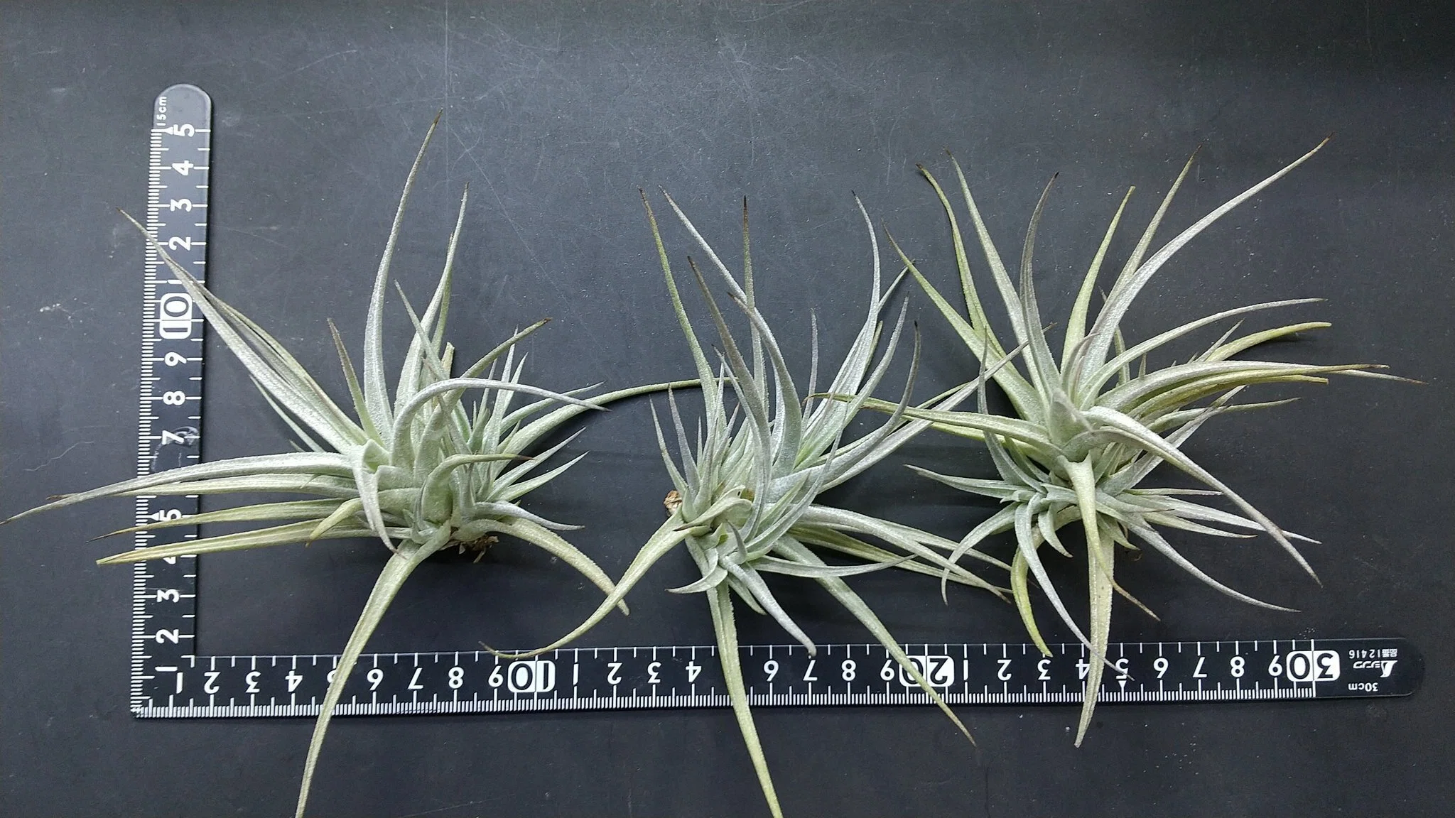 チランジア入荷リスト8/31｜NatureGarden🌿神田