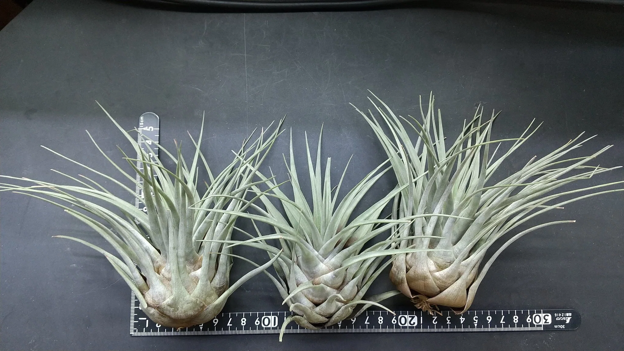 チランジア入荷リスト8/31｜NatureGarden🌿神田