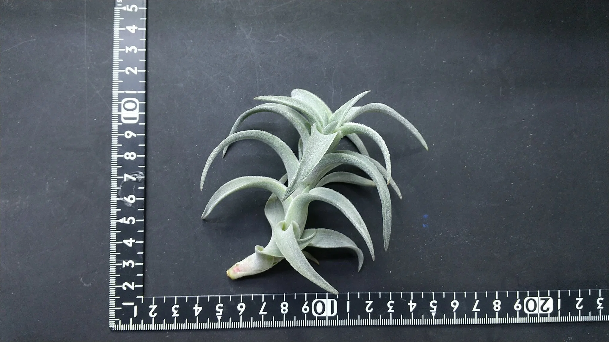 チランジア入荷リスト8/31｜NatureGarden🌿神田