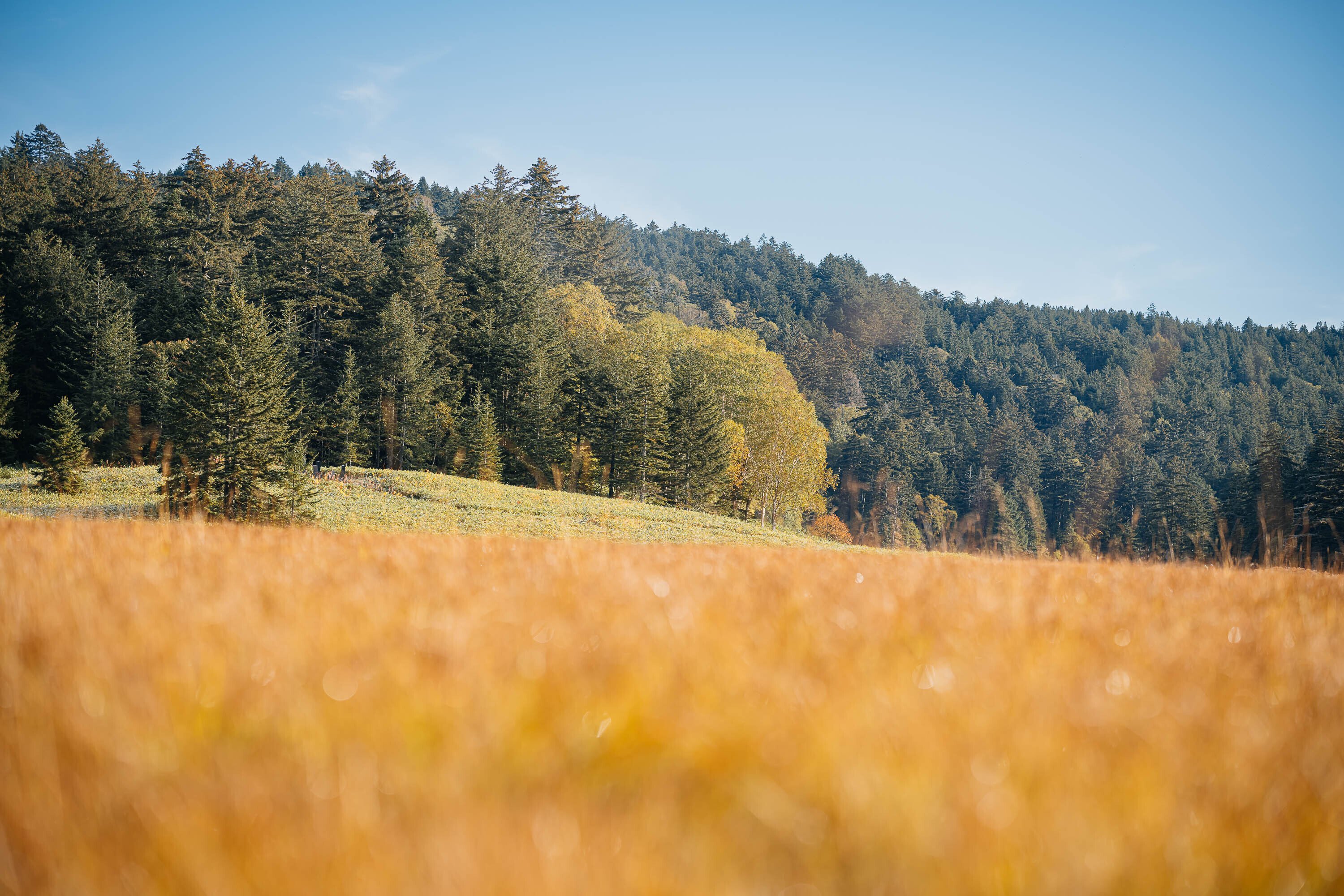 GFXとSigma Art：135mm F1.8 DG HSM｜fixsenia