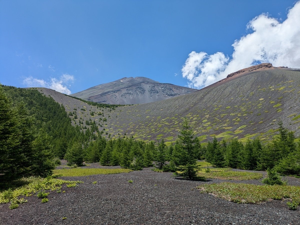 富士山自然図鑑⑪「植物たちの富士登山?!」【ラジオ原稿】※無料｜岩崎