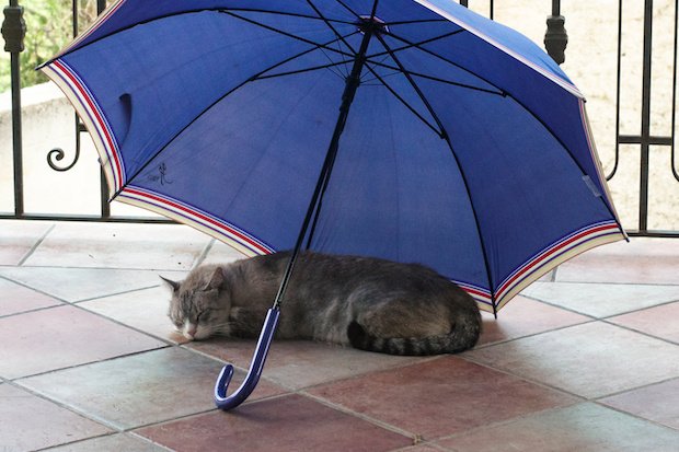 雨宿りしている猫のイメージ