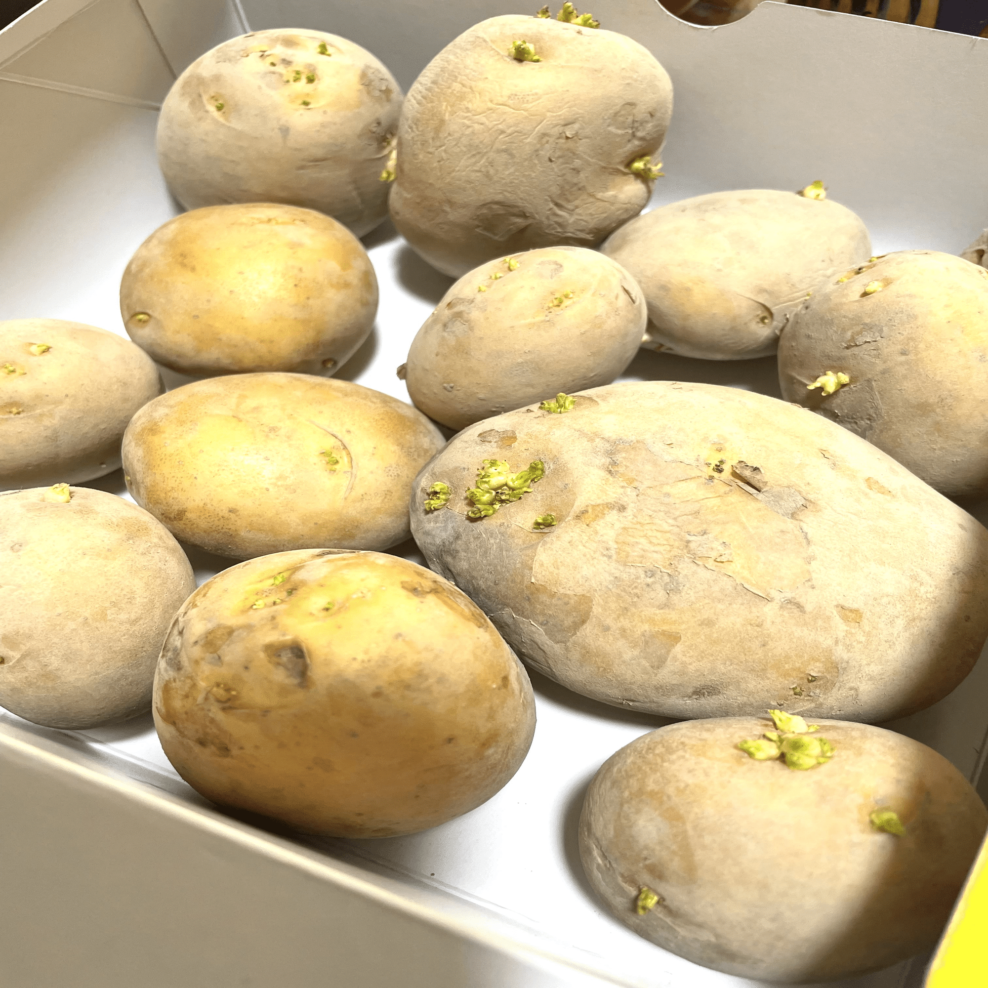 じゃがいもがこんなに可愛いなんて。｜ココロ│創作活動×資産形成