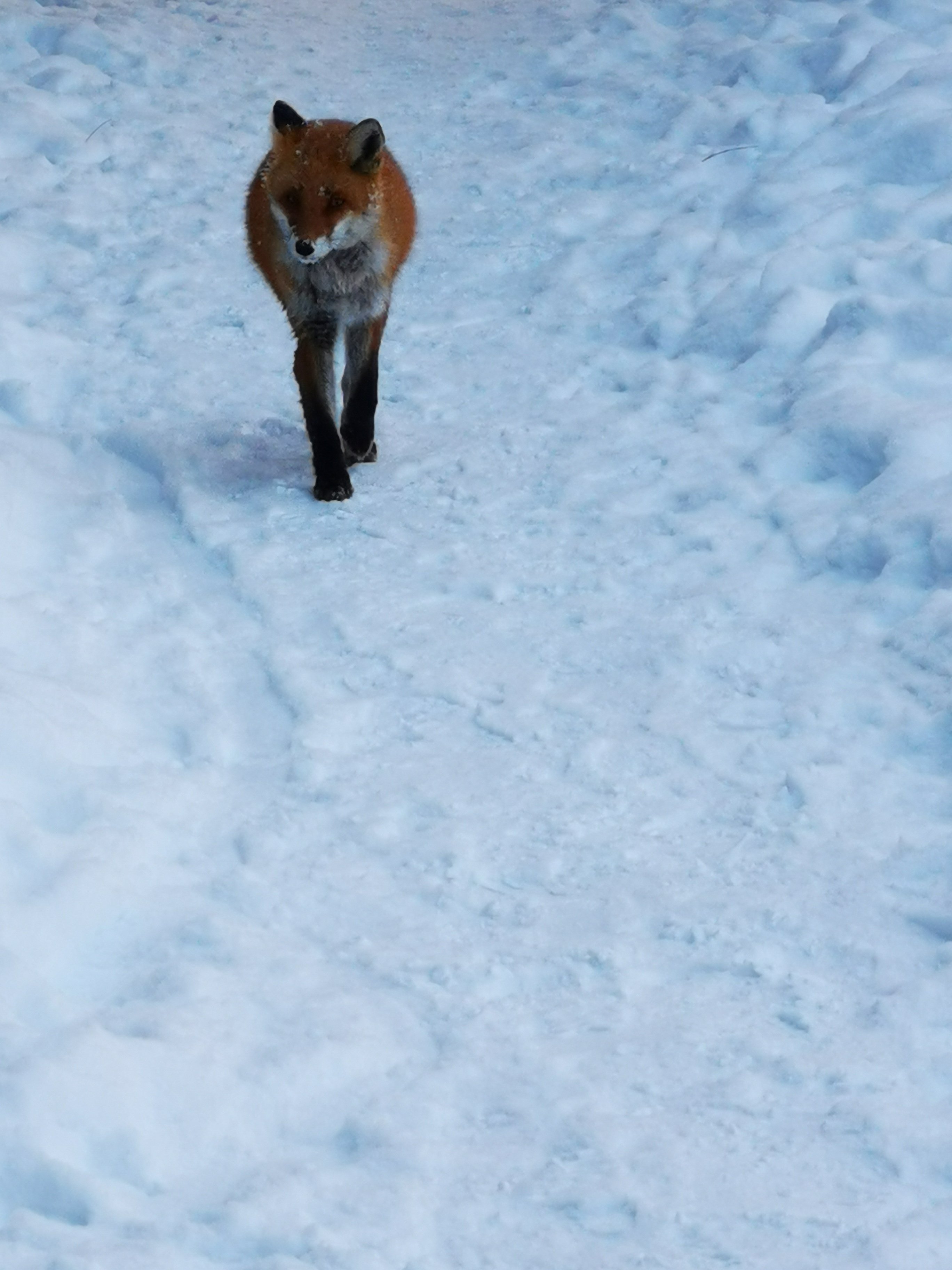 野山の狐 明日は 最高気温が4° 寒い🥶 #fox #foxes #キツネ #やまのきつね