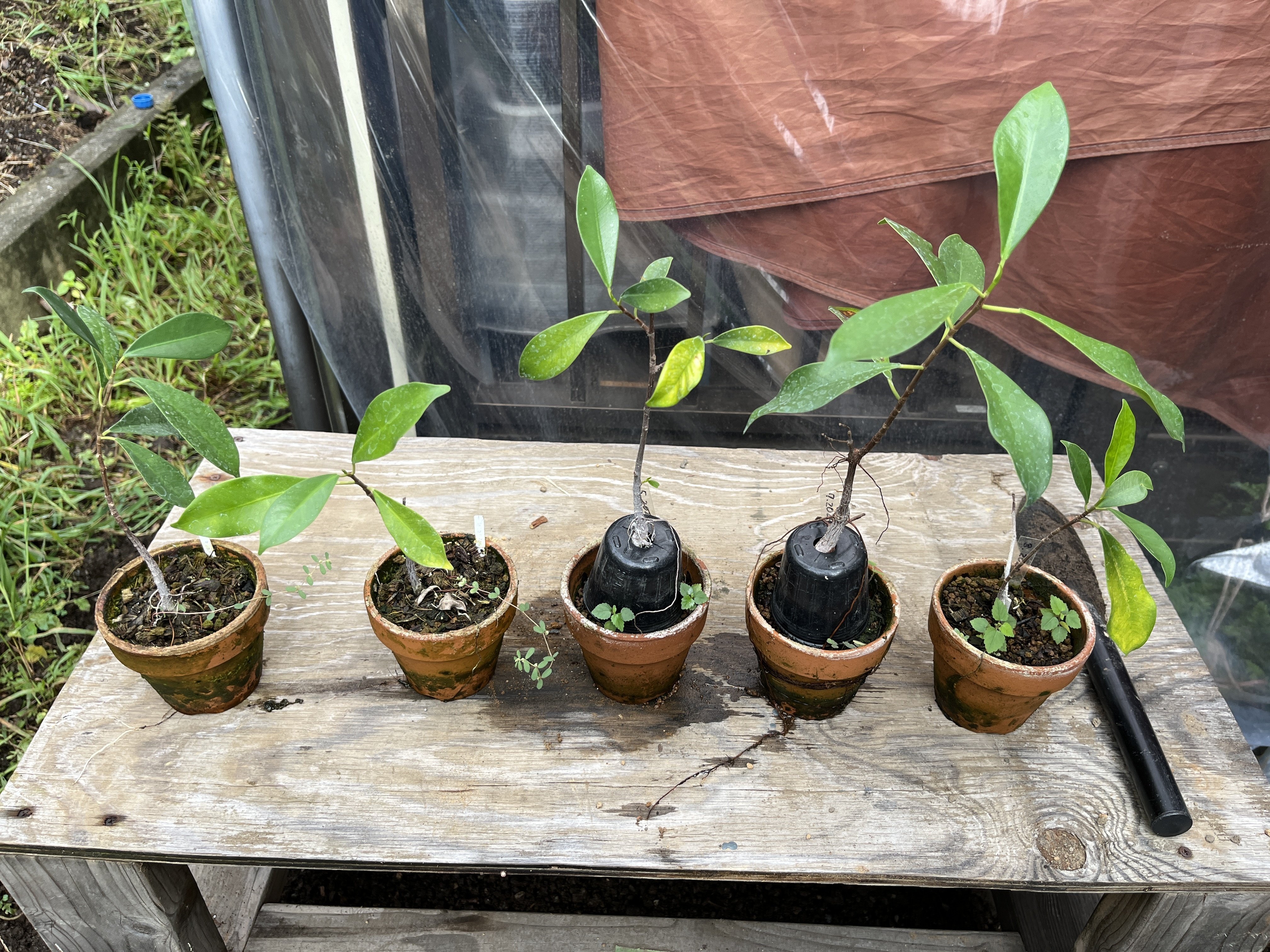 ガジュマル植え替え3日目(2024.9.4)｜NAKADA Shugo