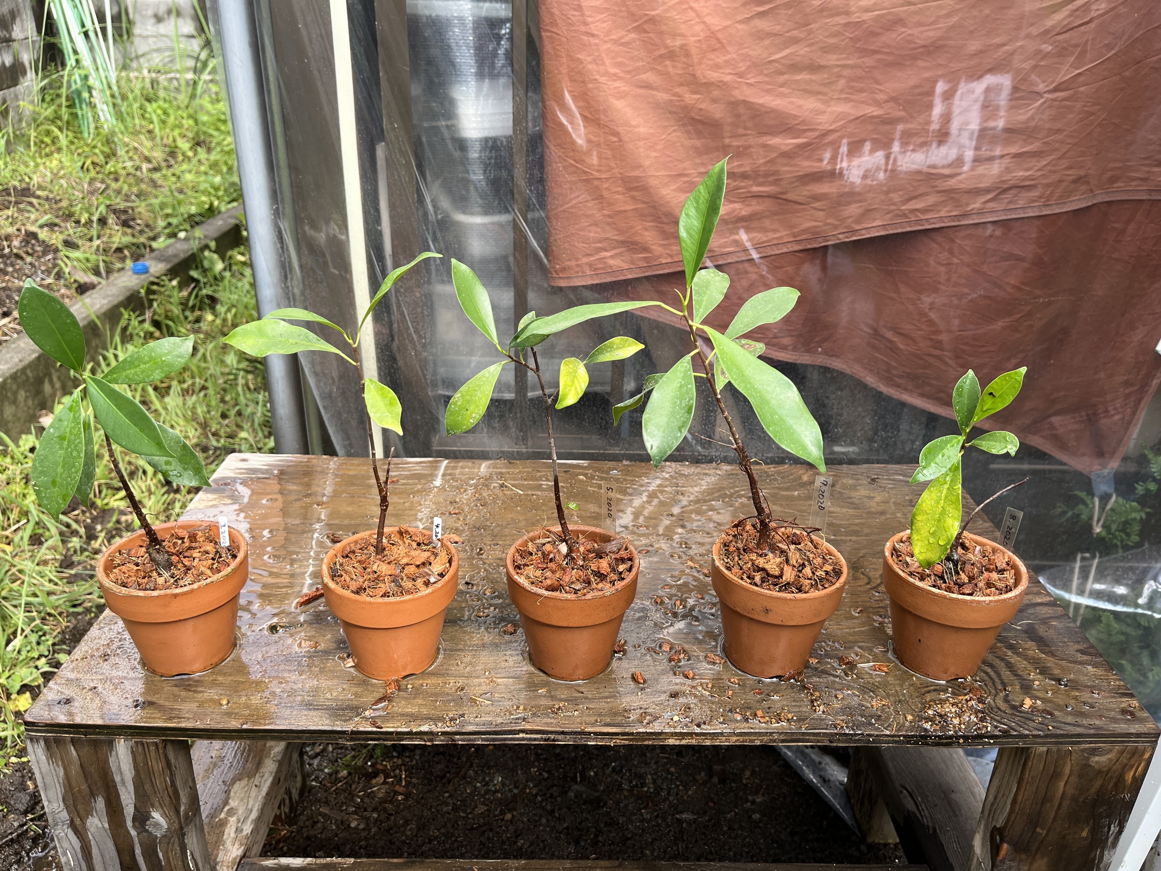 ガジュマル植え替え3日目(2024.9.4)｜NAKADA Shugo