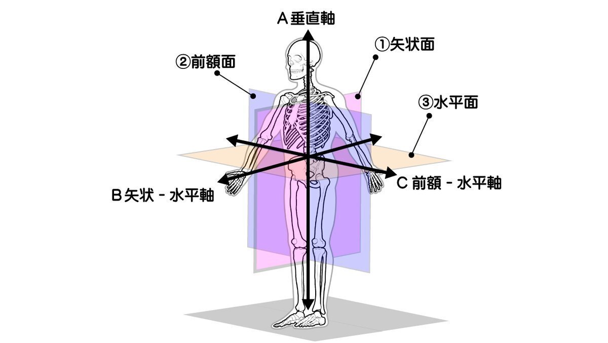 反り腰」「骨盤後傾」 運動面・運動軸で考える歩く時に腰が動く理由