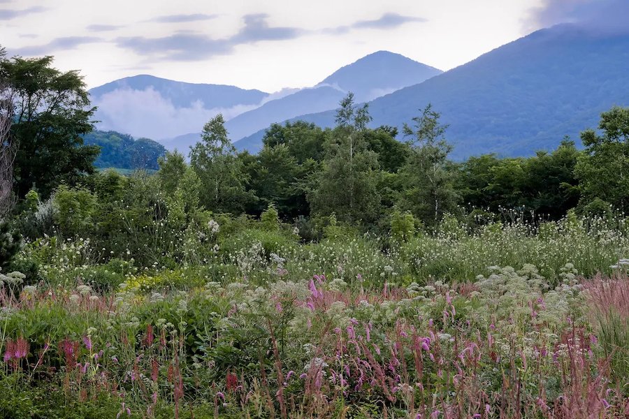 山々を背景に広がる、色とりどりの草花が咲く美しい自然風景。