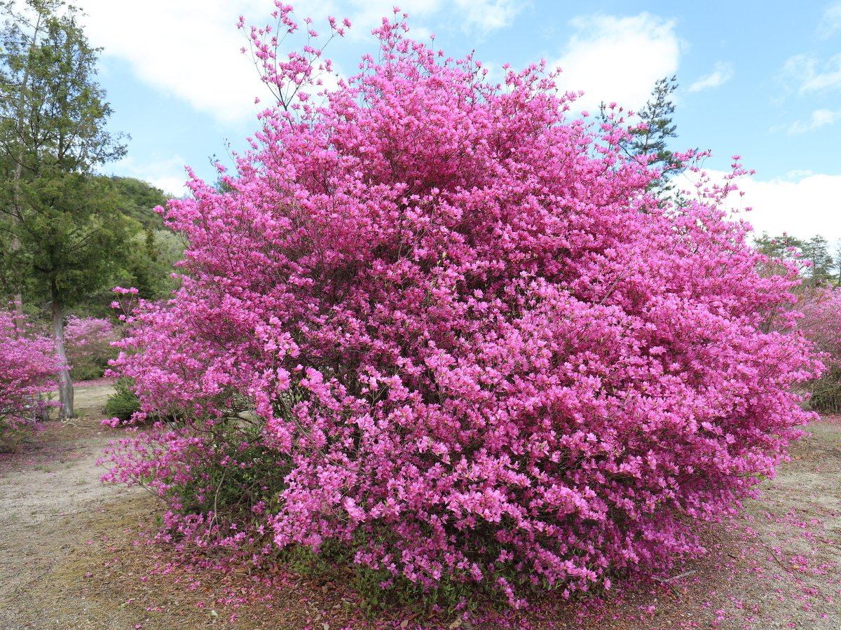 希少》ピンクコバノミツバツツジ【現品発送】管理60262 【公式通販】