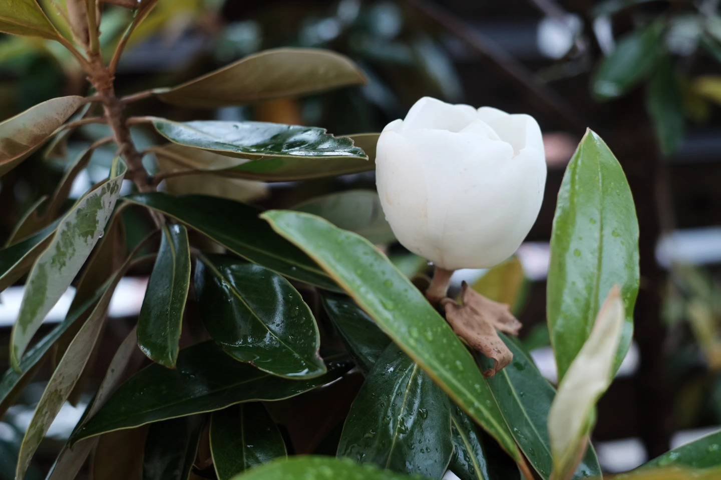 タイサンボクリトルジェムの花が咲いたよ！｜雑木の庭の記録｜chii