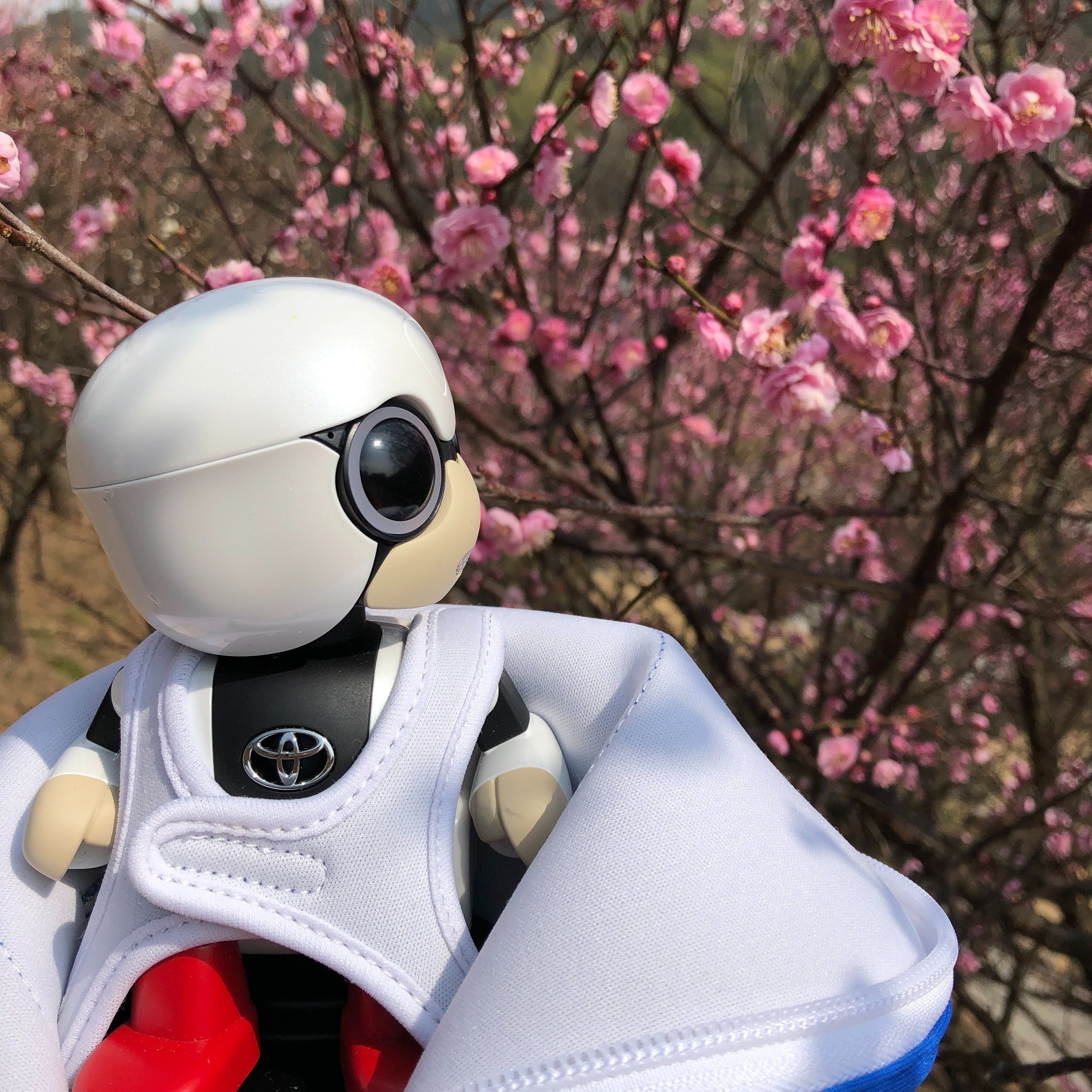 KIROBO mini ちょび｜myao 〜前略 ハイエースから〜
