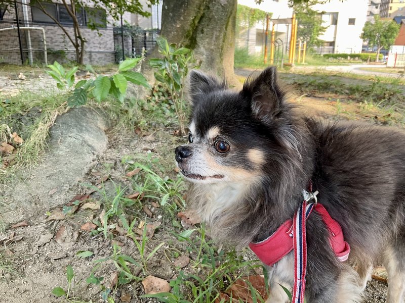 公園にはわん友はいませんでした