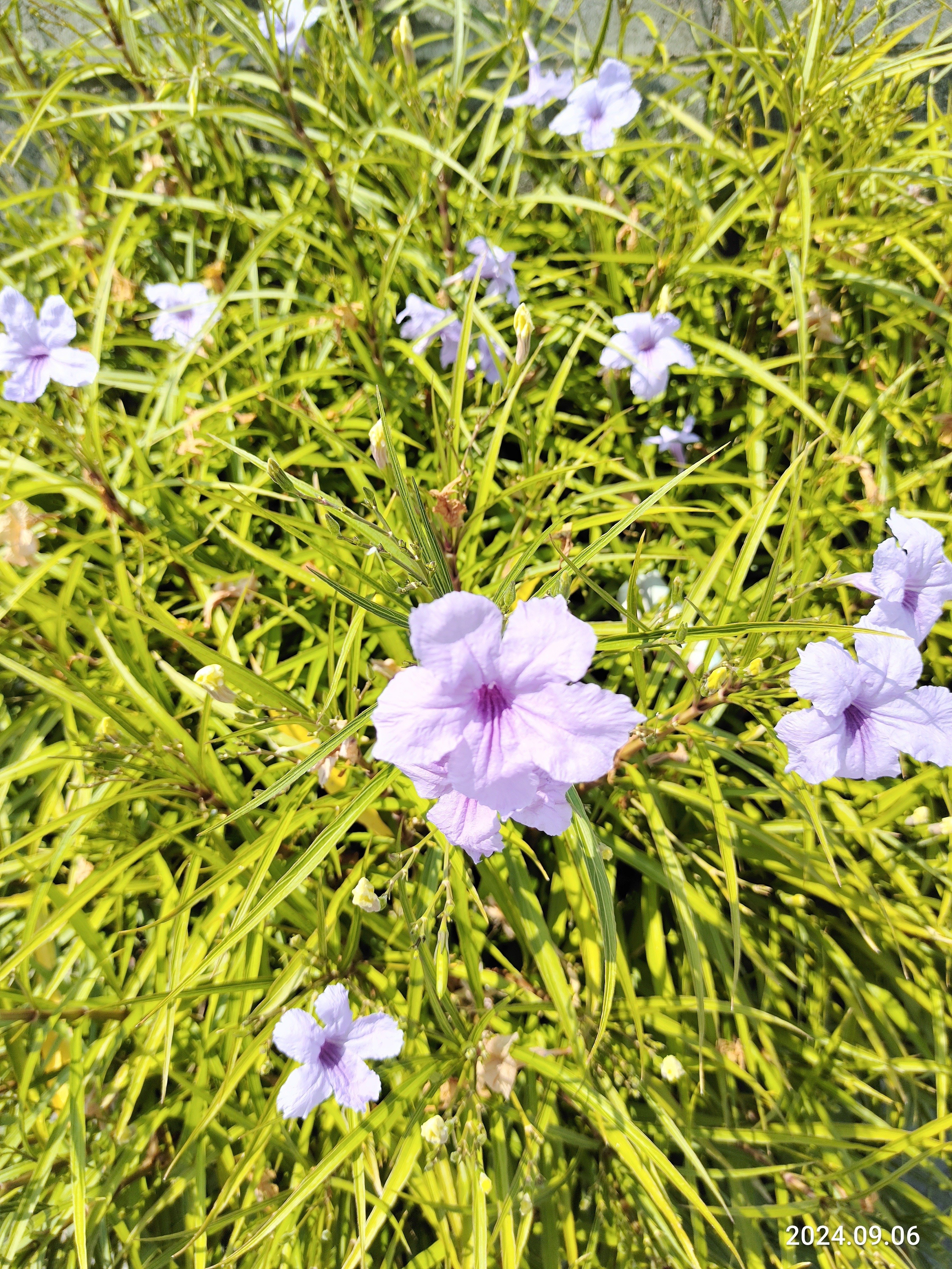 ヤナギバルイラソウ｜かえる