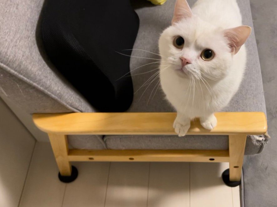 ネコ ちょっとオナラしただけなのに…」昭和のヤンキーばりに睨みつける猫