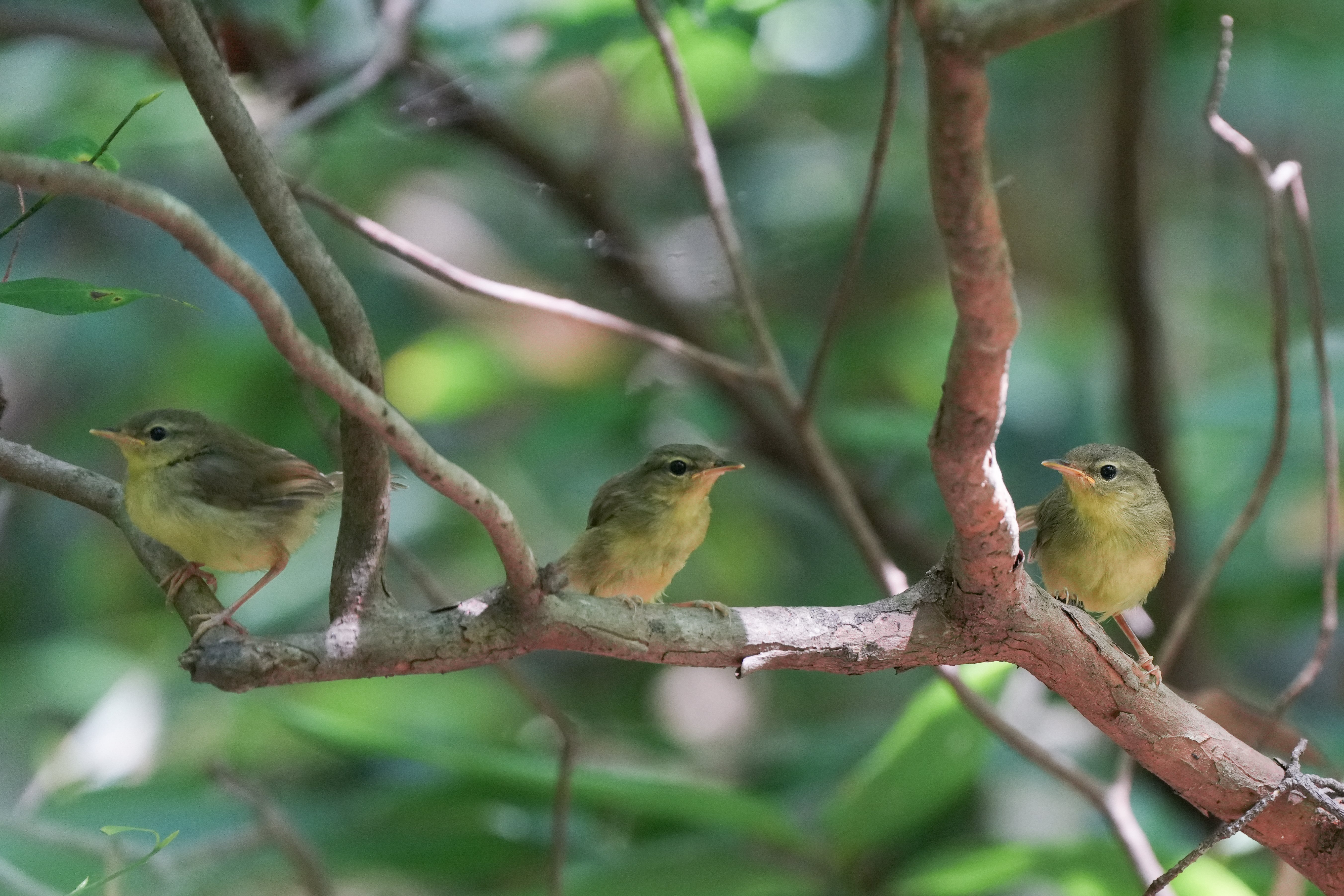 今日の鳥見散歩🚶ウグイスの子とソウシチョウの子🐥｜めい