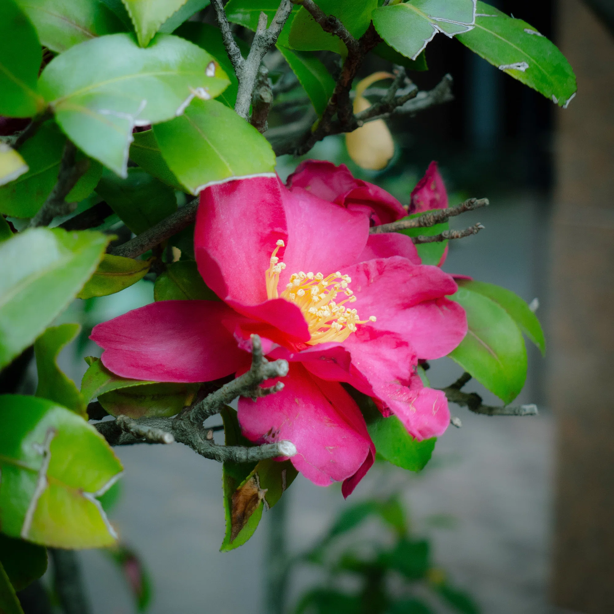 至高のスナップカメラ、Panasonic LUMIX DMC-LX5｜写真休暇