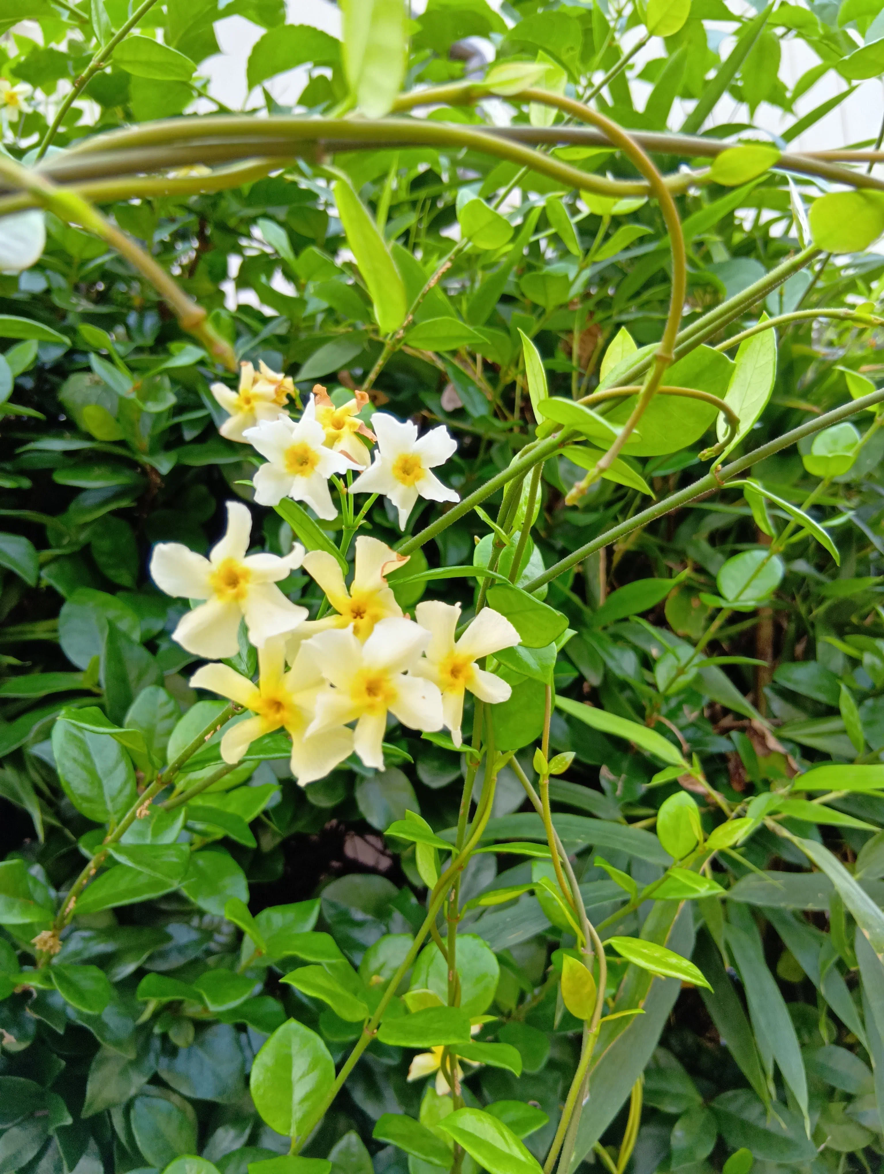 白い花｜haruka