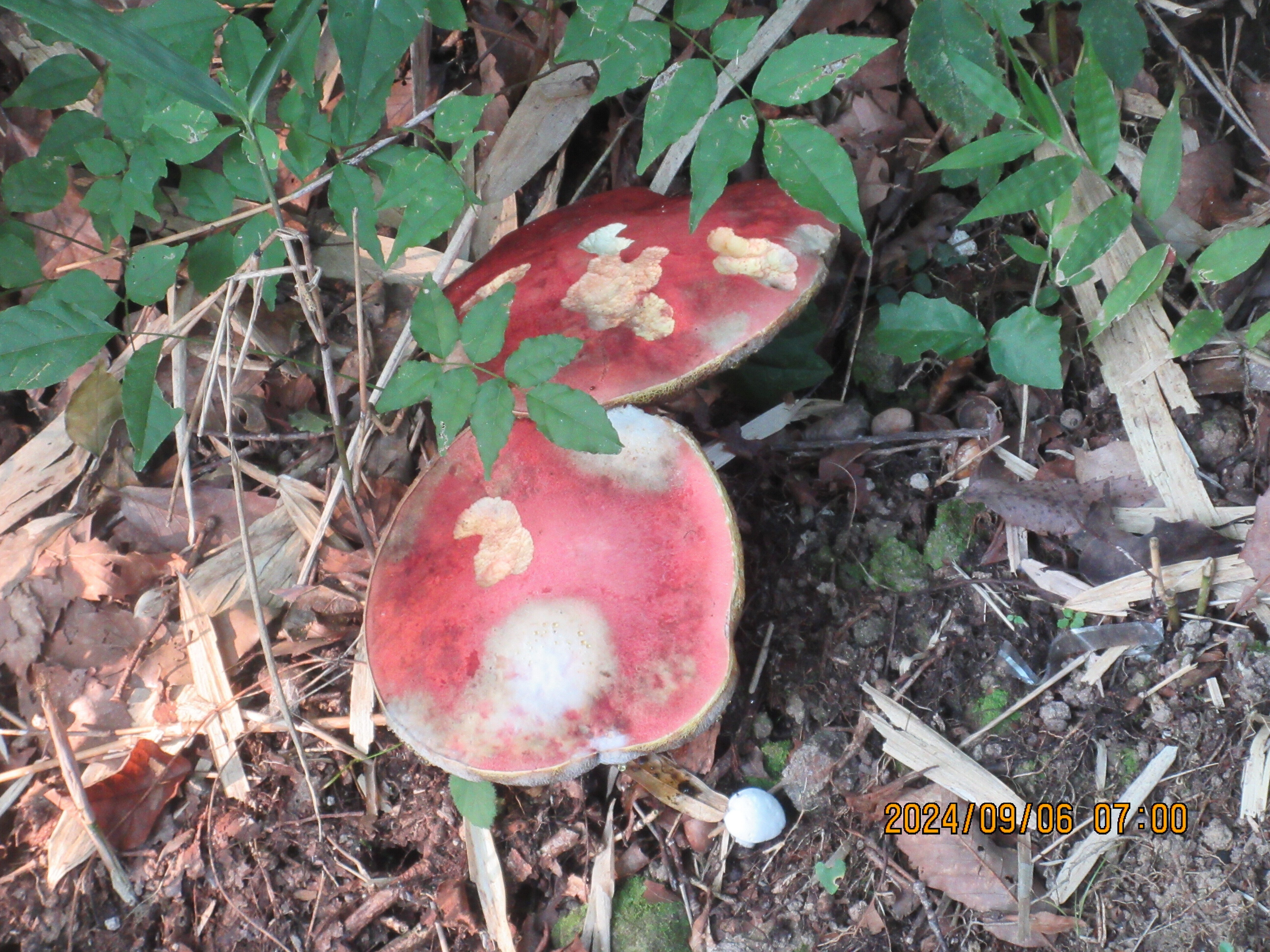 次々と、巨大なキノコの発生です｜東近江トレイル探訪、繖山・箕作山