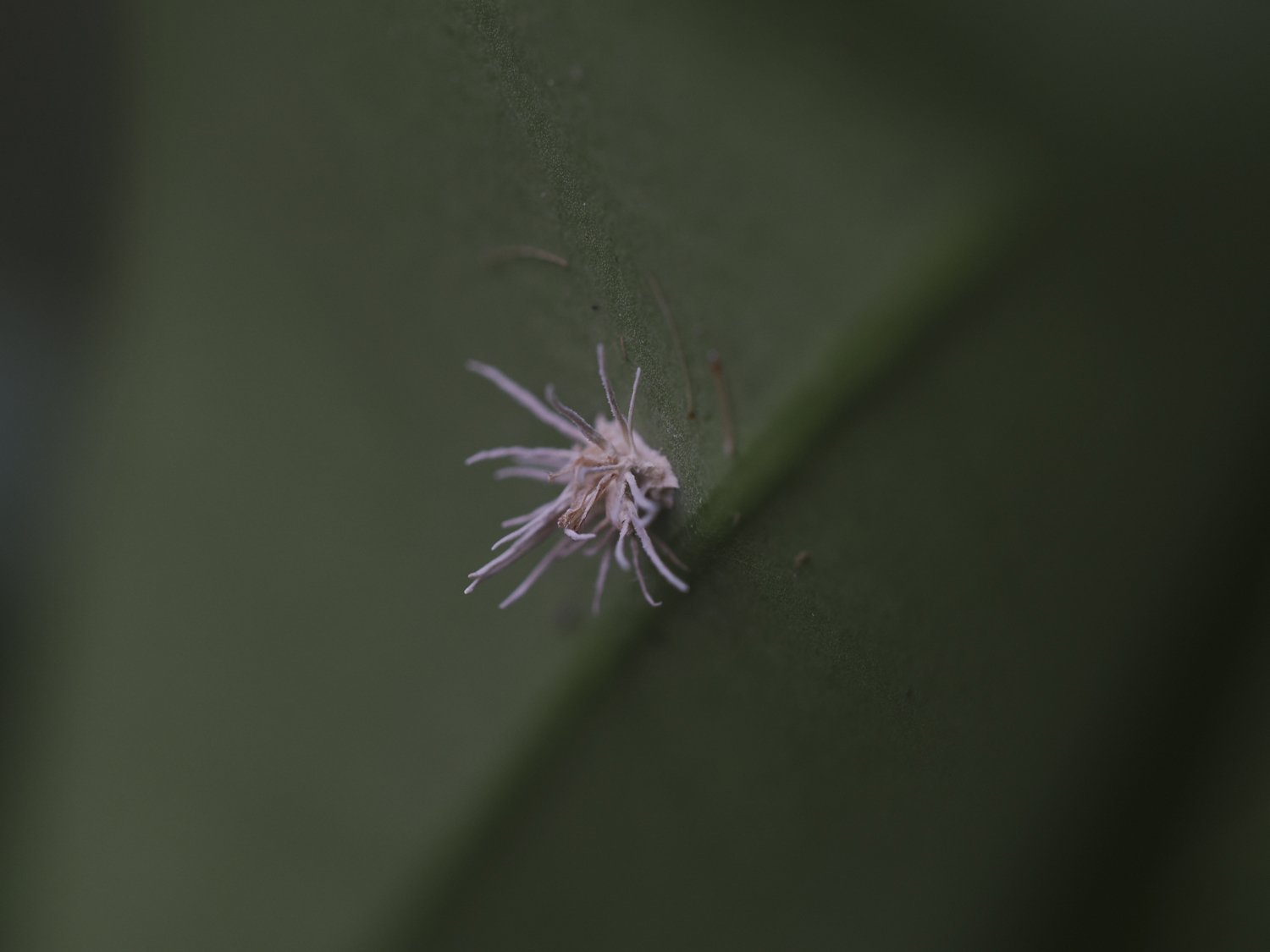 葉のウラ探検隊 またまた冬虫夏草かも？＠いつもの森｜毒多