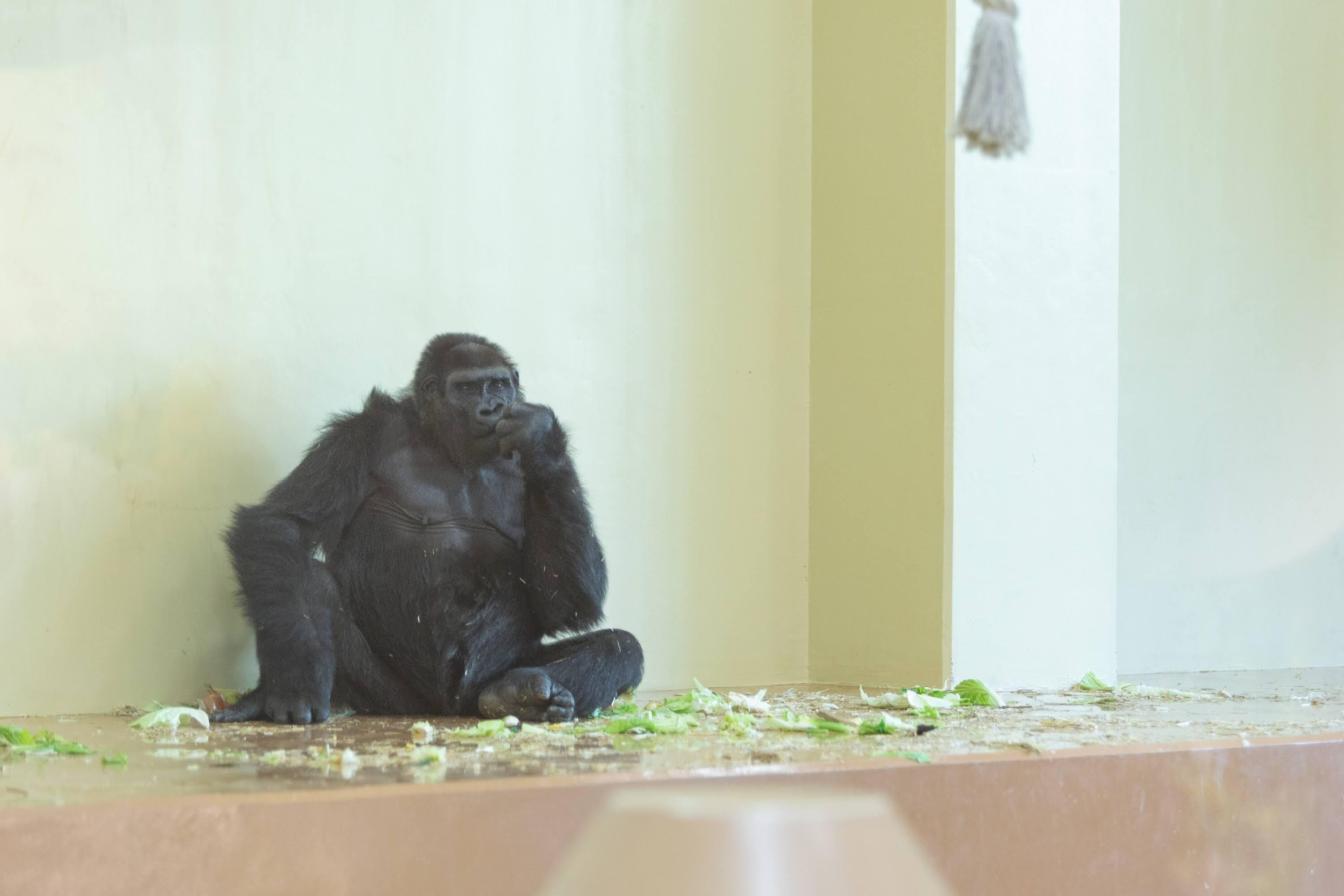 愛するパワーで生きる。 スーパーゴリラレディ ネネさん（国内最高齢