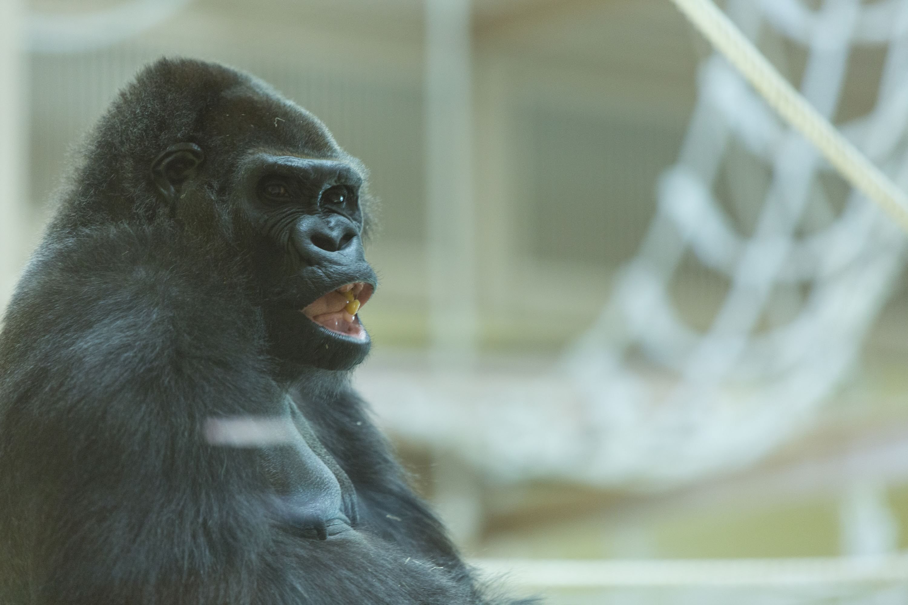 コリラ 愛するパワーで生きる。 スーパーゴリラレディ ネネさん（国内最高齢