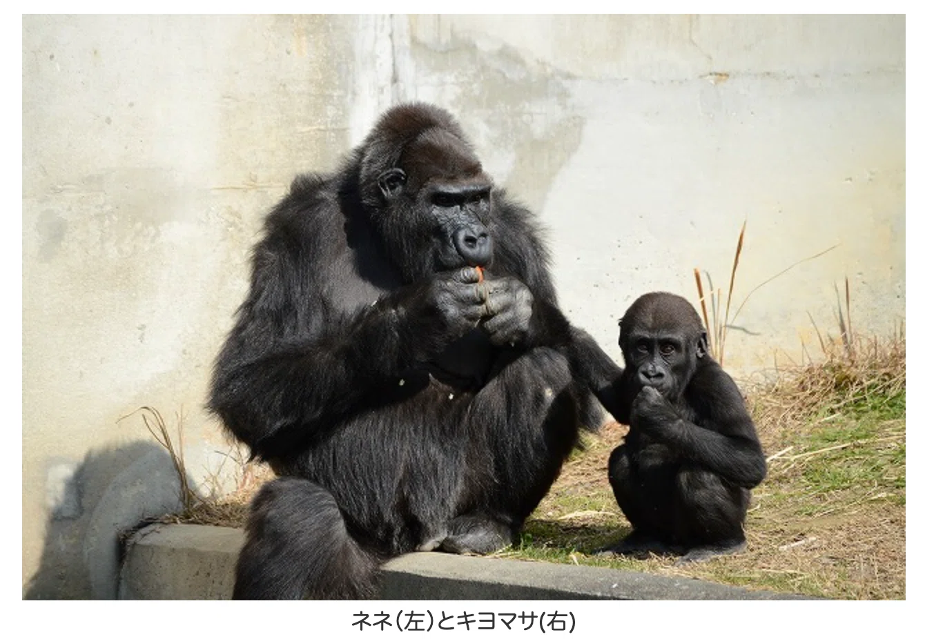 愛するパワーで生きる。 スーパーゴリラレディ ネネさん（国内最高齢