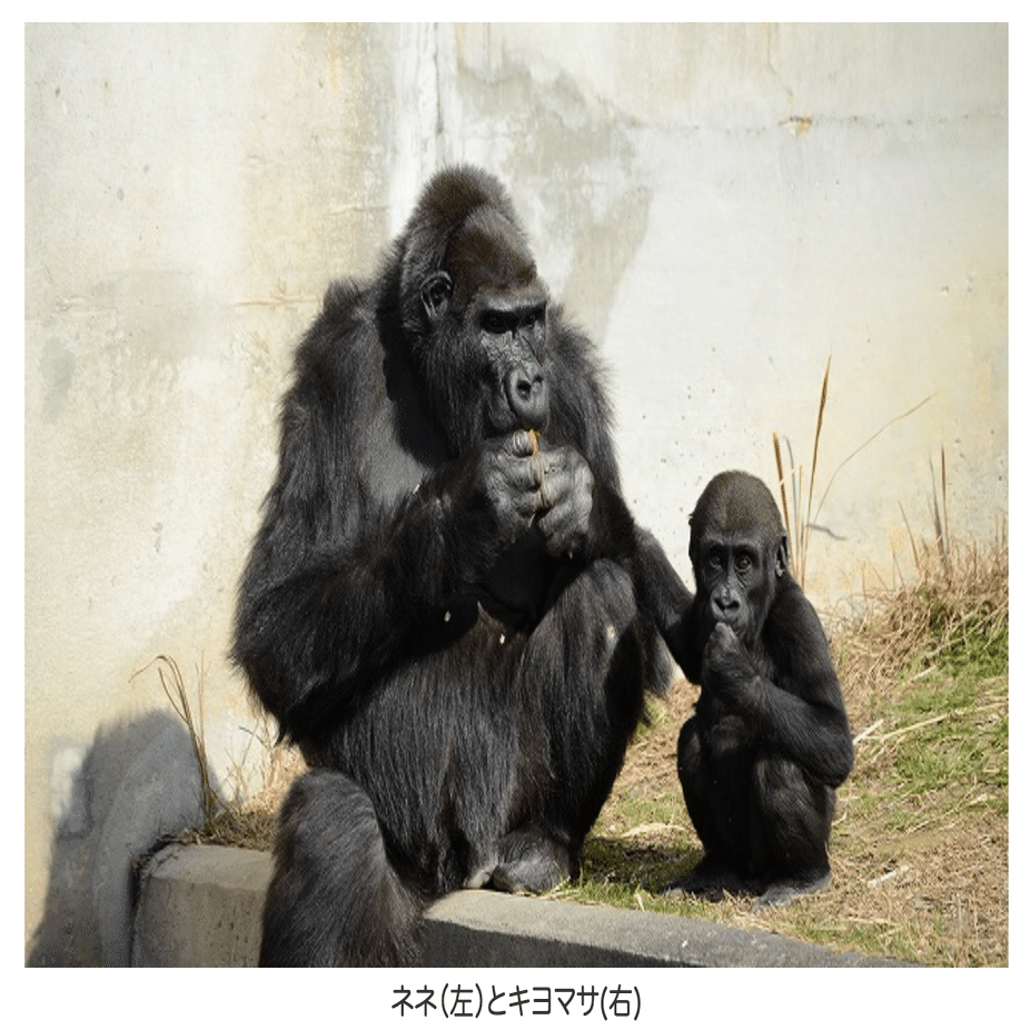 愛するパワーで生きる。 スーパーゴリラレディ ネネさん（国内最高齢