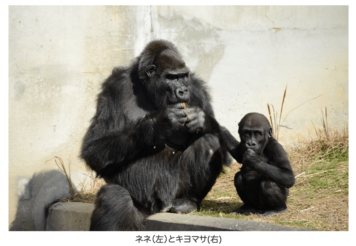 愛するパワーで生きる。 スーパーゴリラレディ ネネさん（国内最高齢
