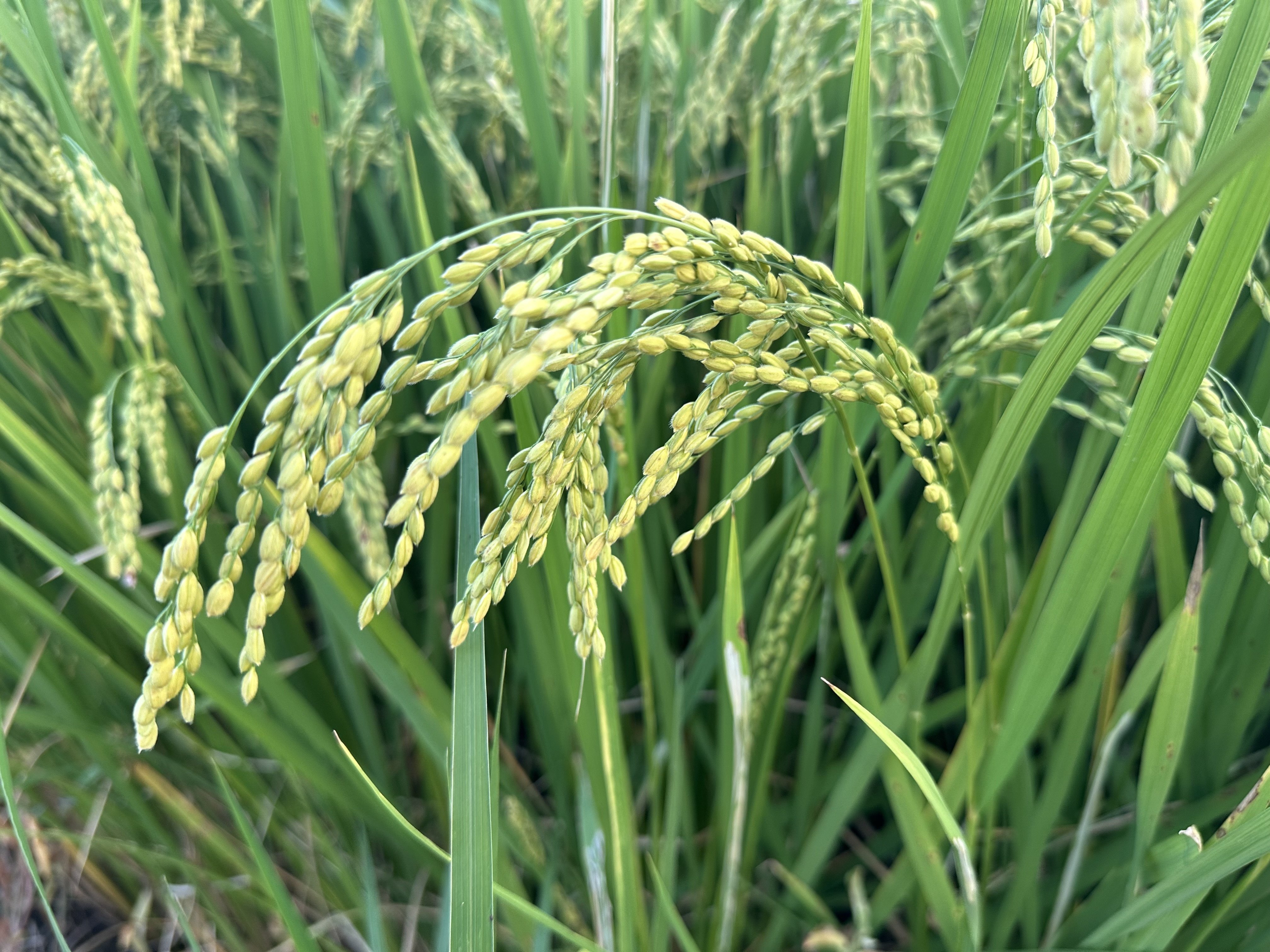 2024 にこまる（米づくり） - 登熟｜NicePapa 平野 尚志