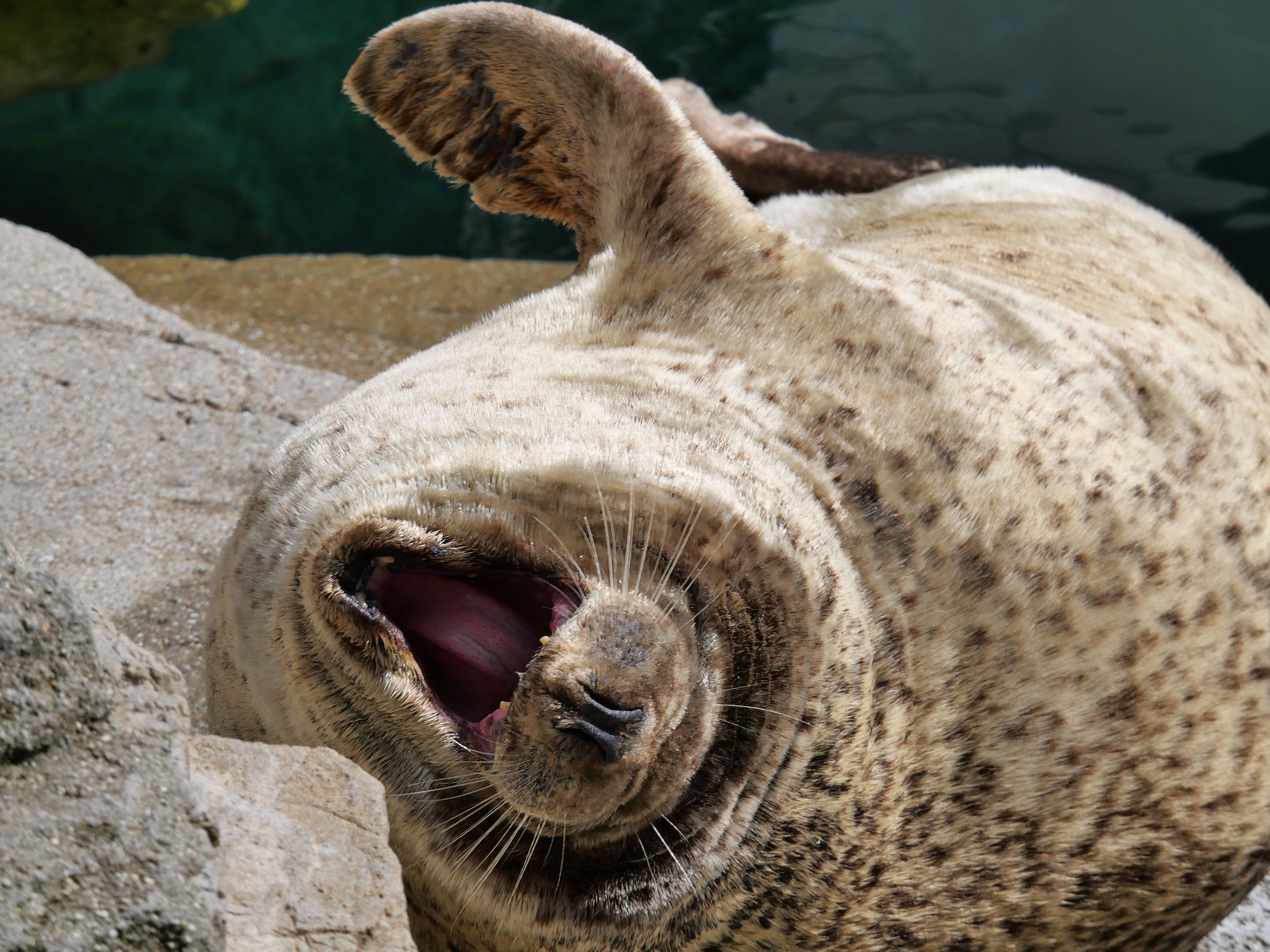 アザラシ アザラシの赤ちゃん名前決定 | 青森県営 浅虫水族館