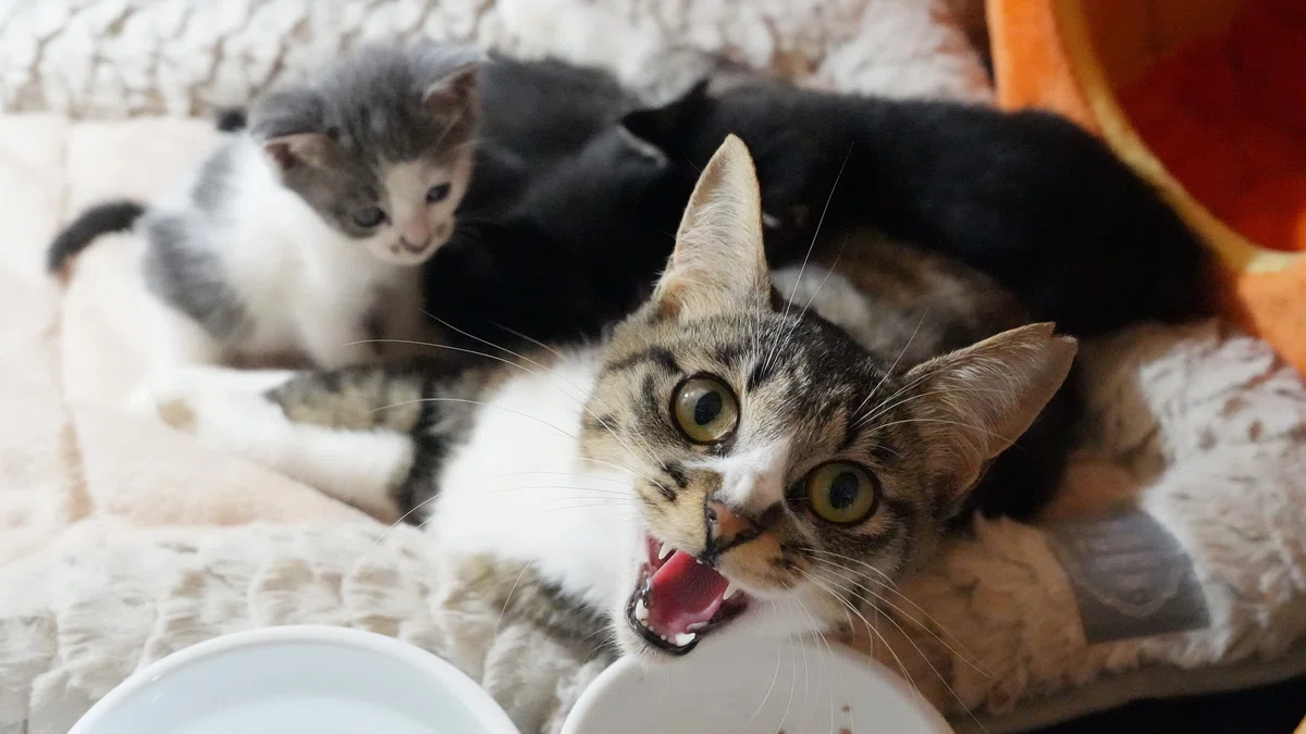 Community Cat Activities Part 63｜猫じい