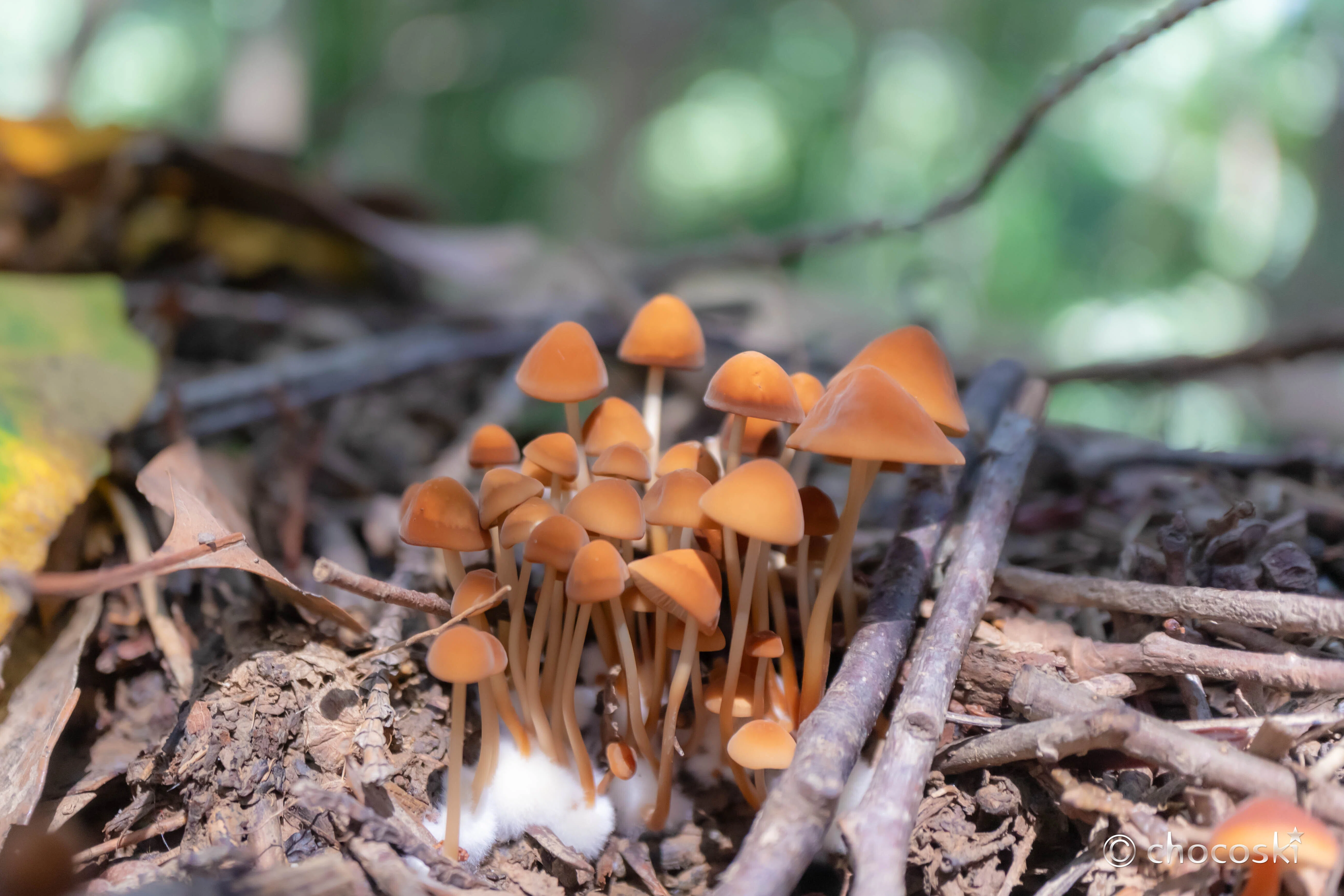 Mushroom Walk * 2024/9/7 Summer Mushroom Second Peak, Part 3