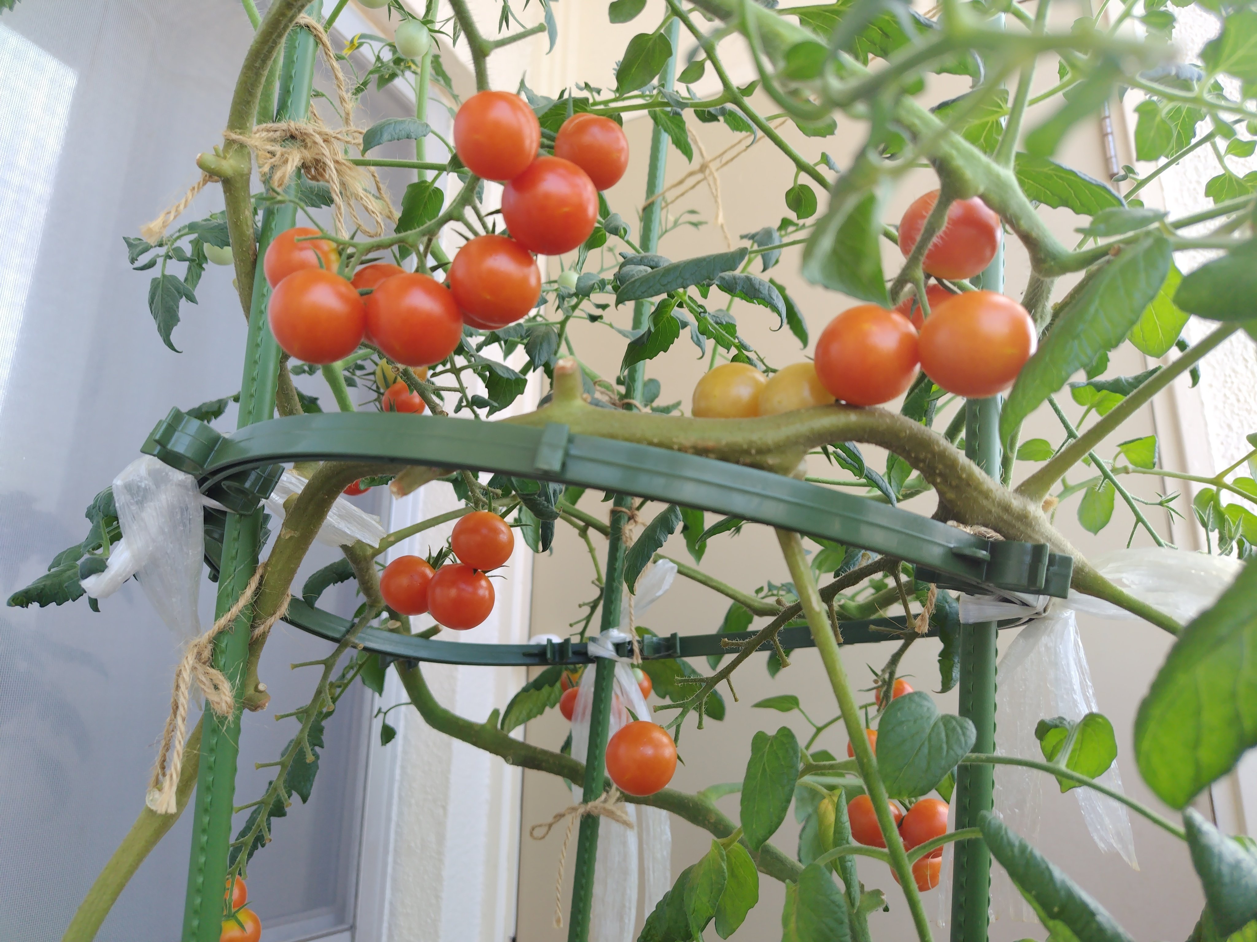 2024年 ミニトマト栽培記録2｜マッコ