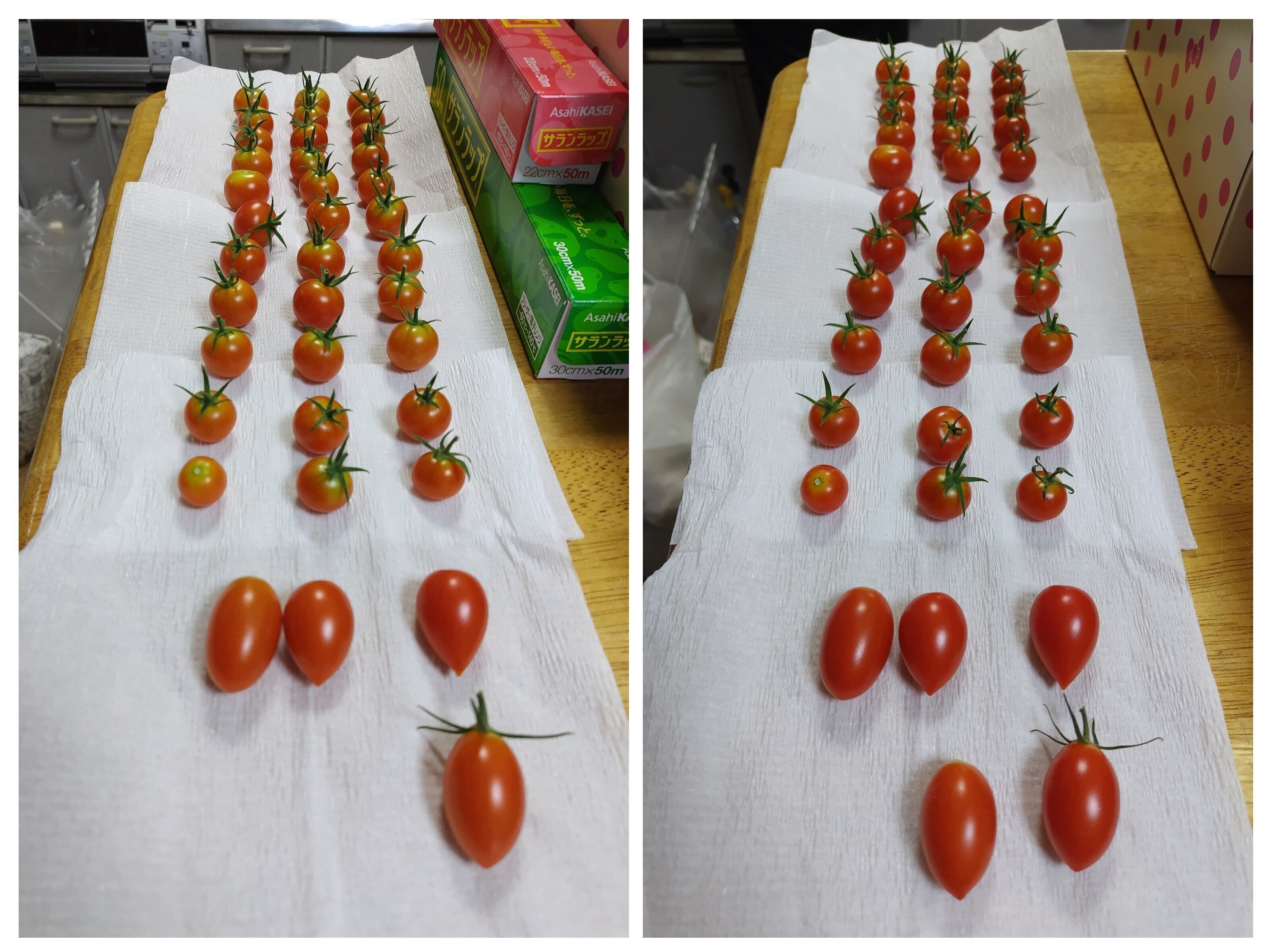 2024年 ミニトマト栽培記録2｜マッコ