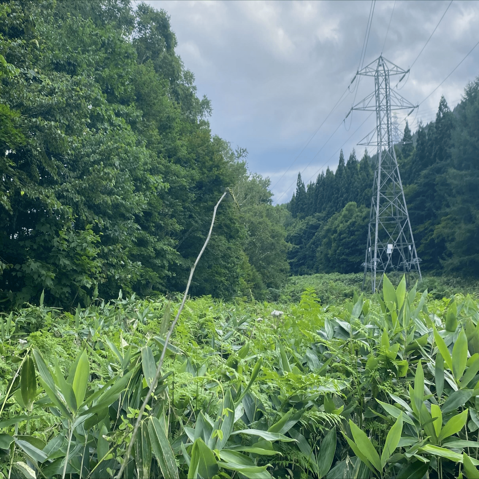 プログレ好きが初めてフジロックに行ってみた話 1日目 2024.07.26｜蒼(ao)