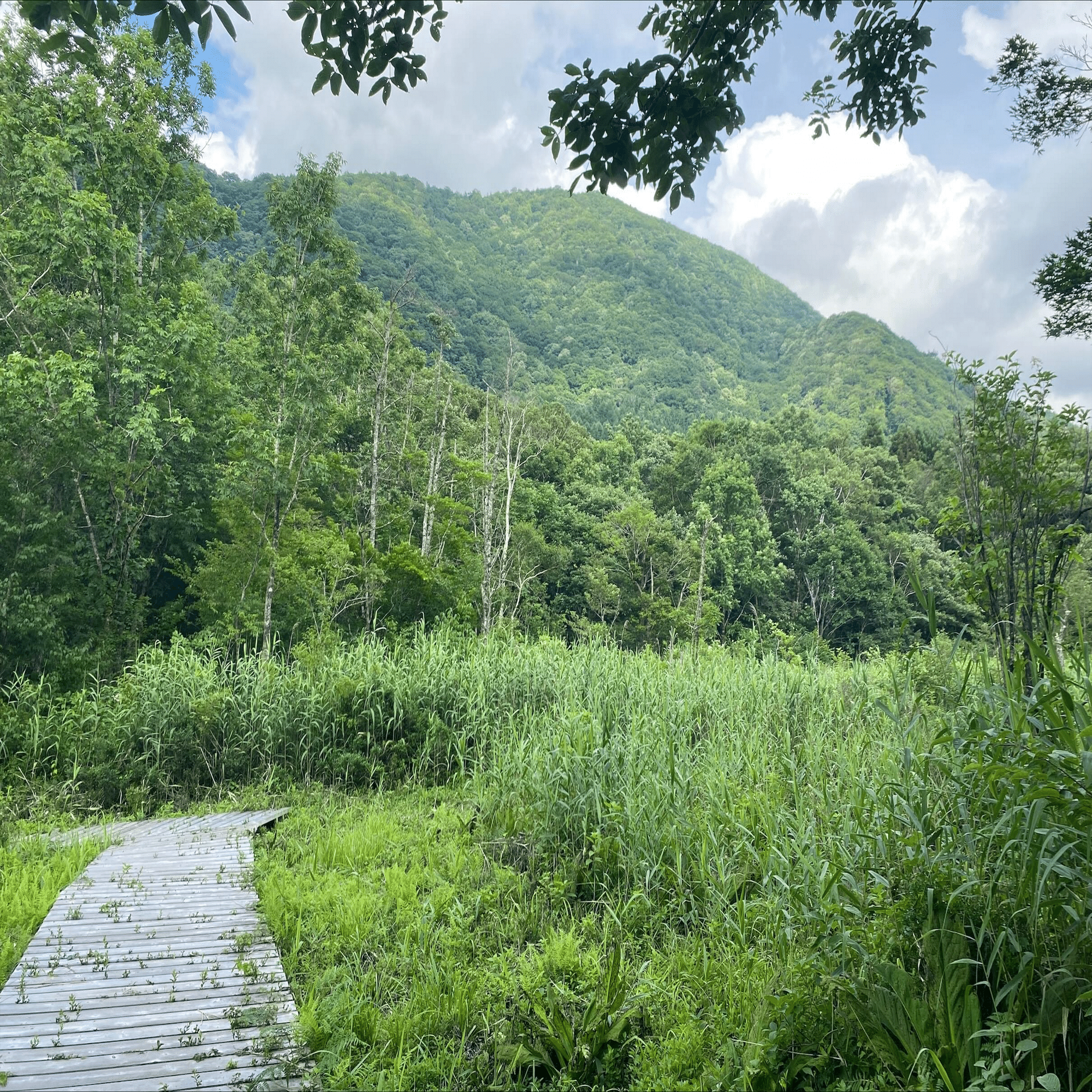プログレ好きが初めてフジロックに行ってみた話 1日目 2024.07.26｜蒼(ao)