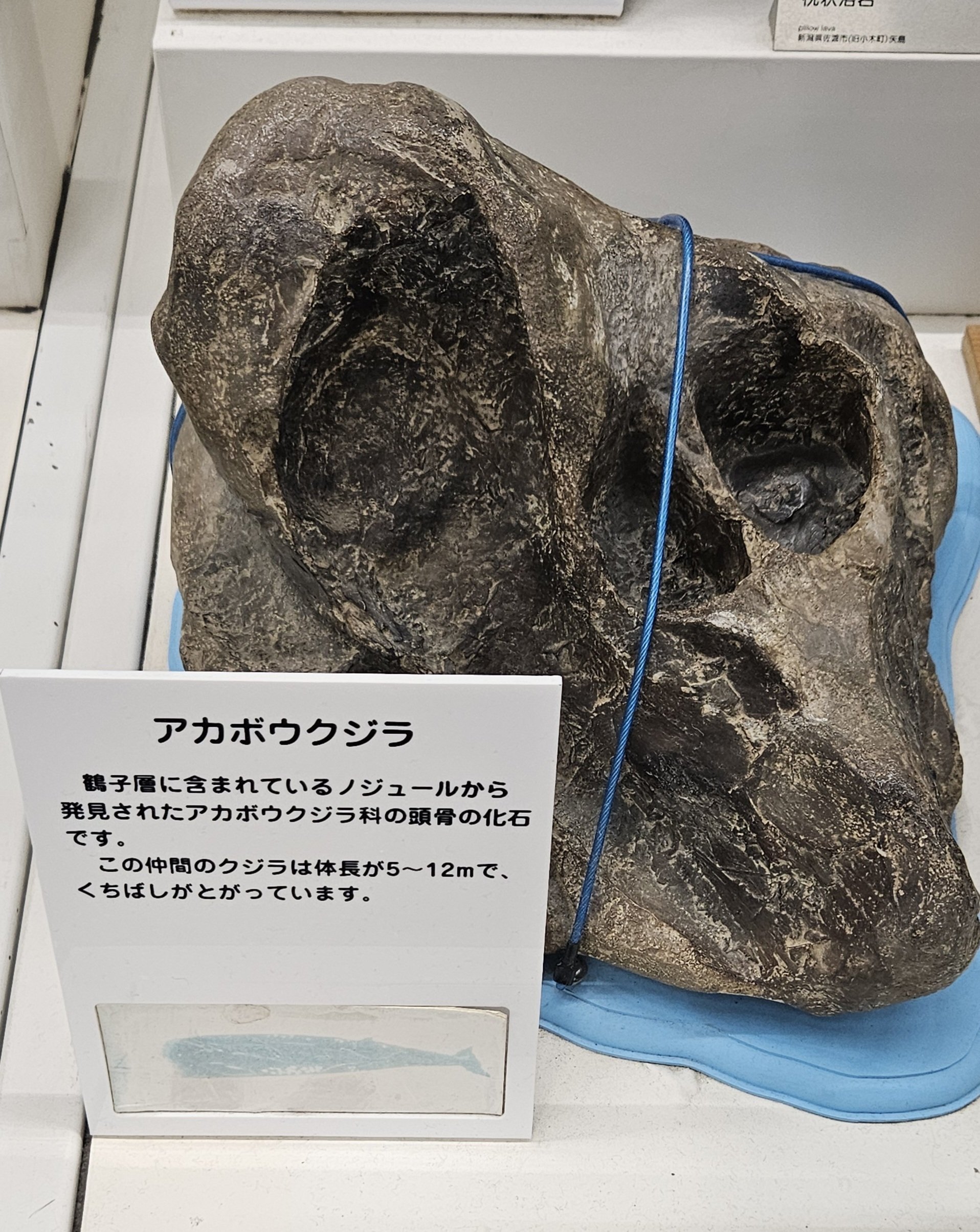 カニ　化石　博物館　地学　標本　甲殻類　勉強資料 カニ 化石 博物館 地学 標本 甲殻類 勉強資料