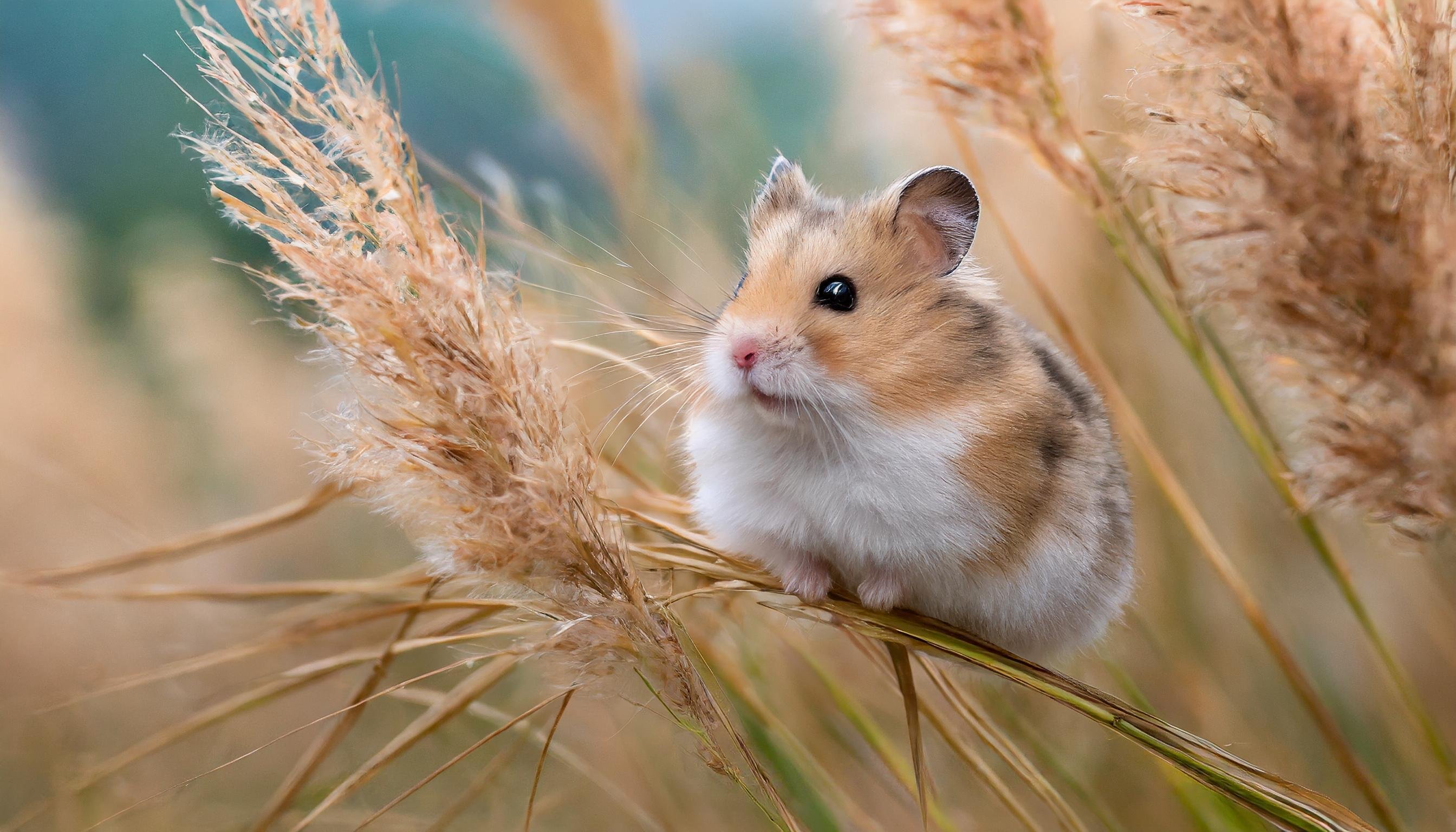 プリパラ オレンジハムスター 2311rh87_1.jpg