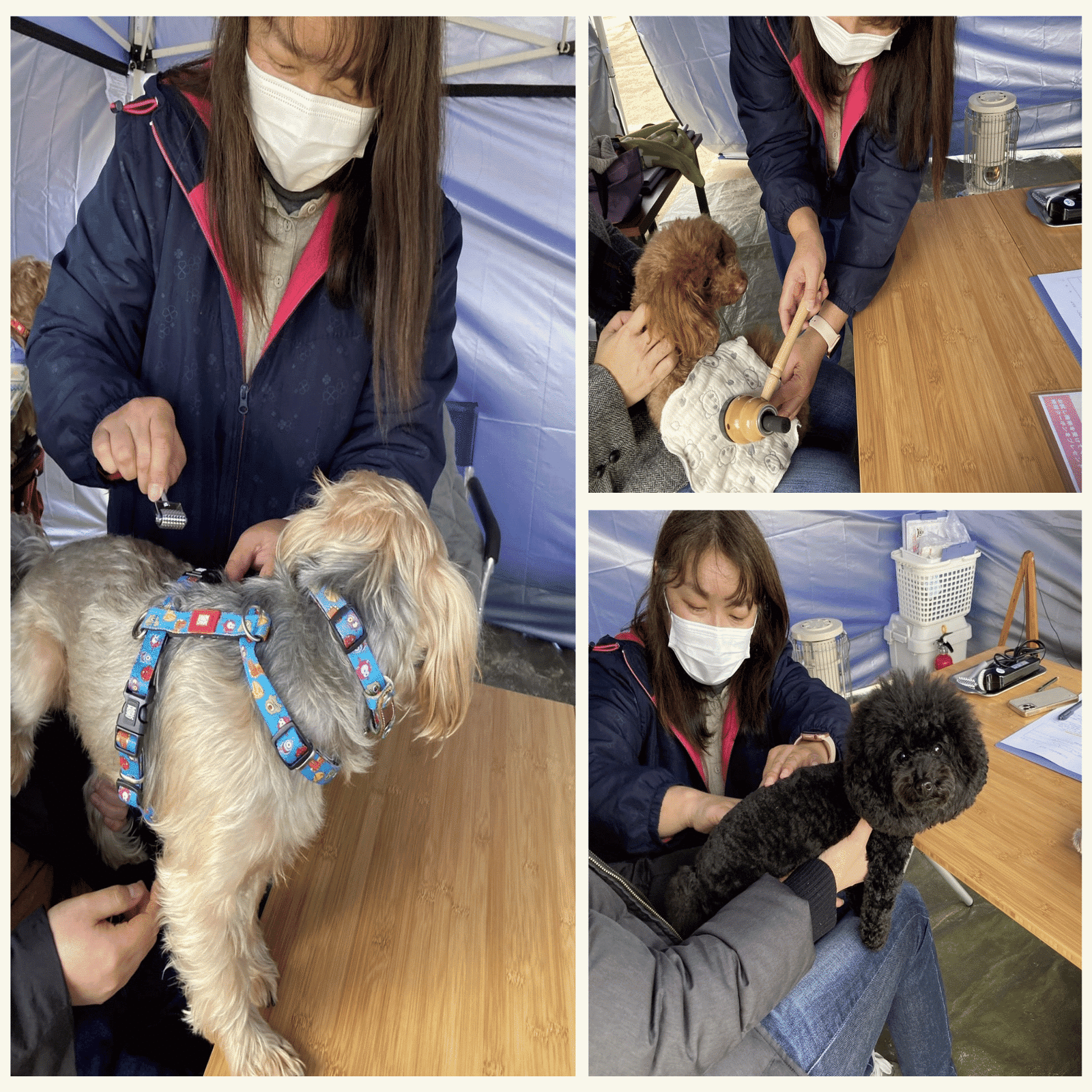 木製 温灸セット｜リラクゼーション用｜犬の温活に｜使用1回 楽天市場】犬 お灸の通販