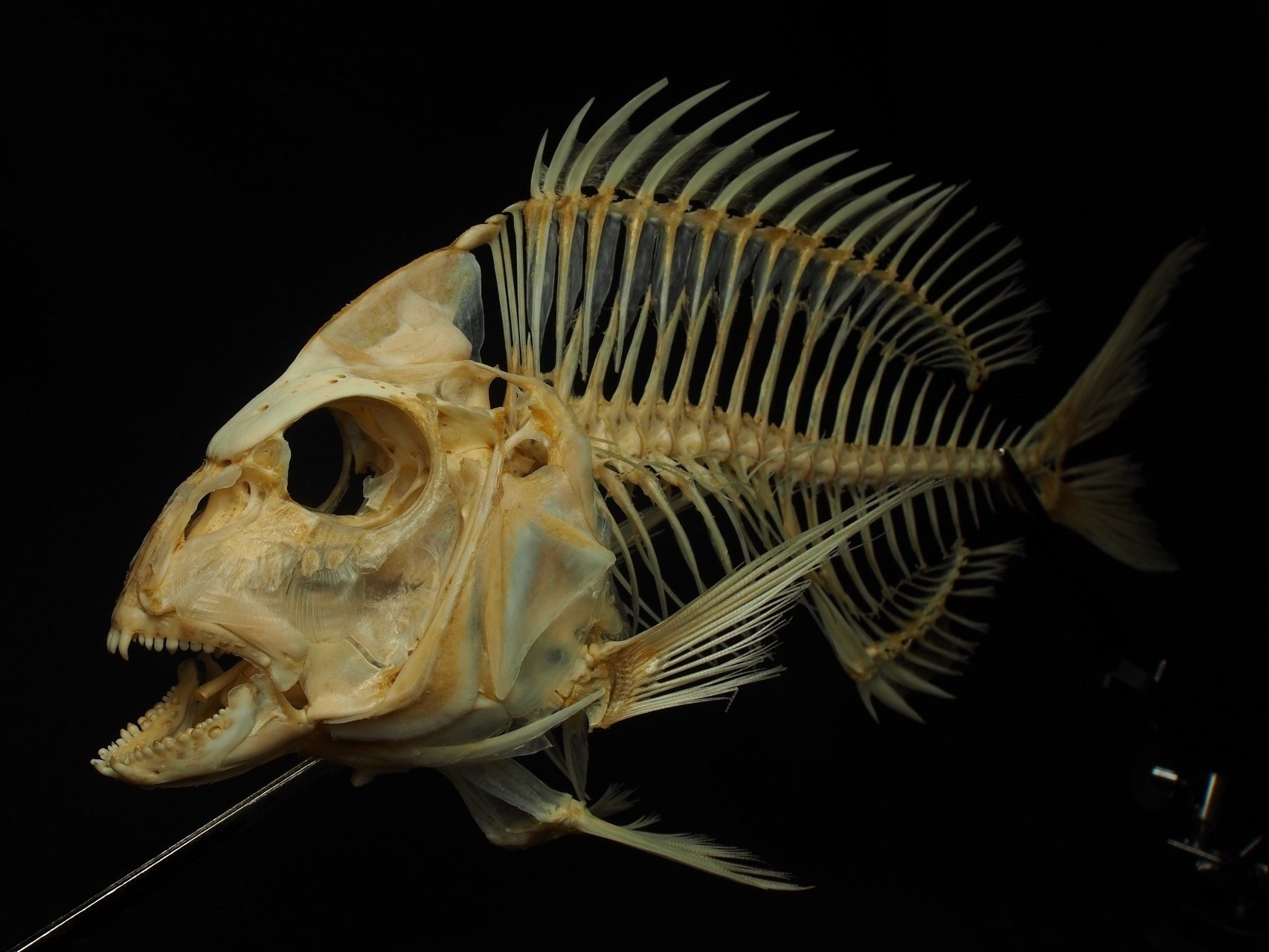 魚の骨格標本 その2 タイの仲間｜いぞらど