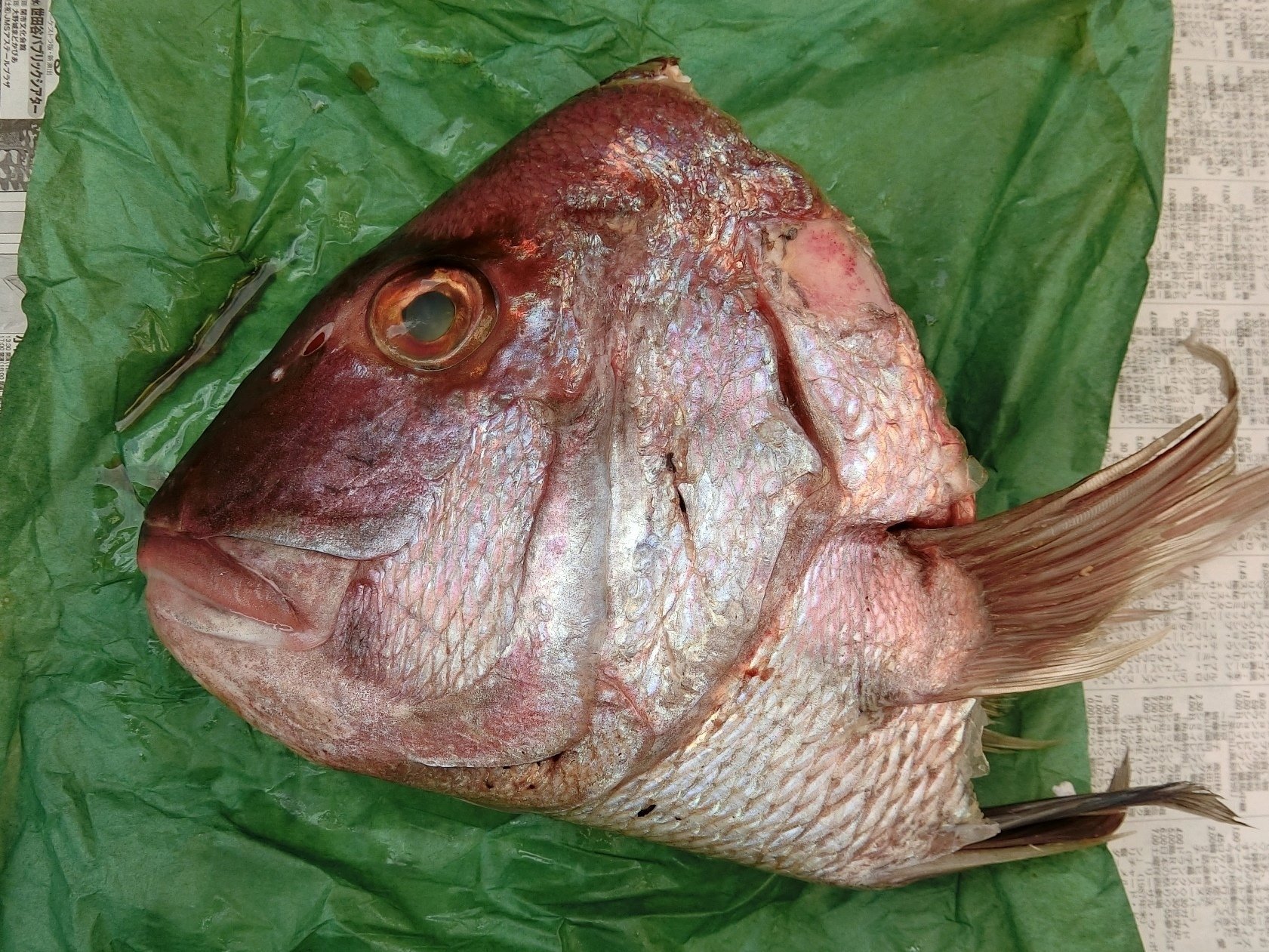 魚の骨格標本 その2 タイの仲間｜いぞらど