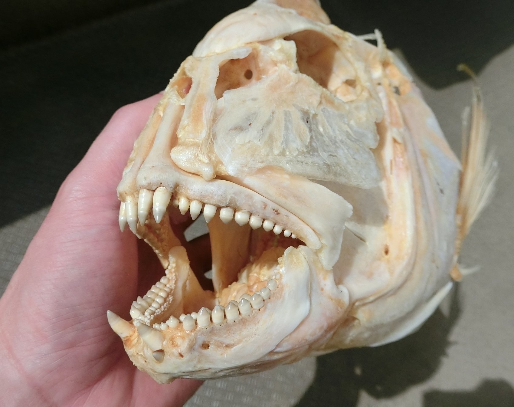 魚の骨格標本 その2 タイの仲間｜いぞらど