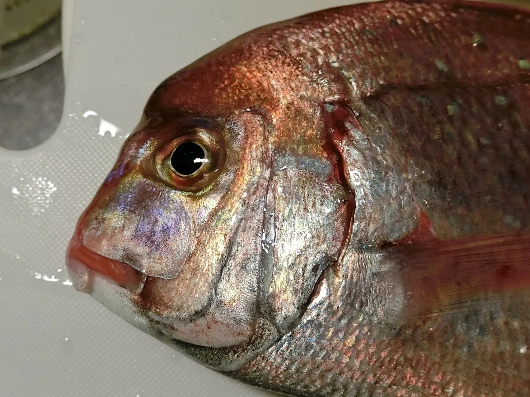 魚の骨格標本 その2 タイの仲間｜いぞらど