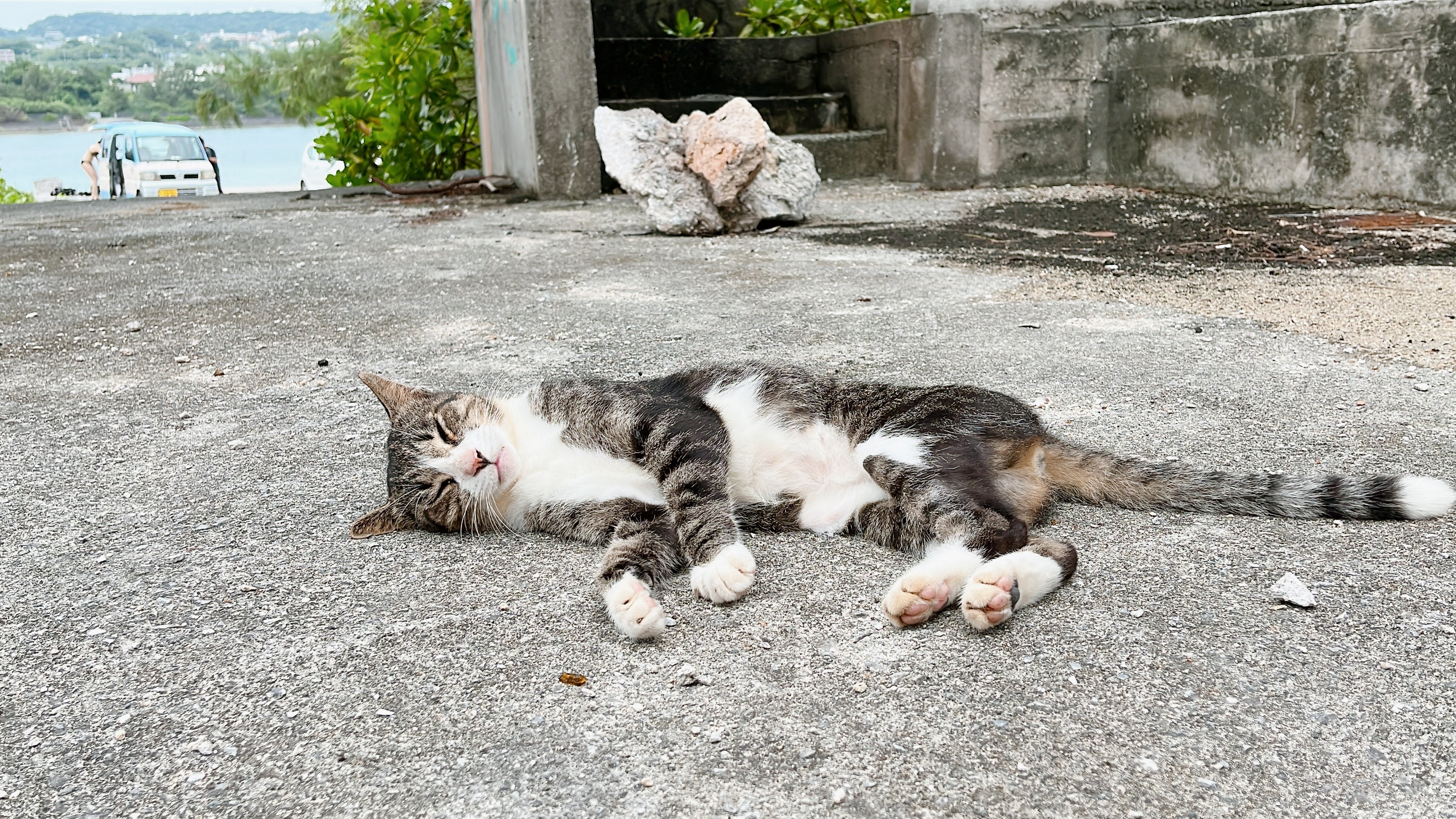 沖縄の猫島を巡ってきました。｜Shoichi Hasegawa