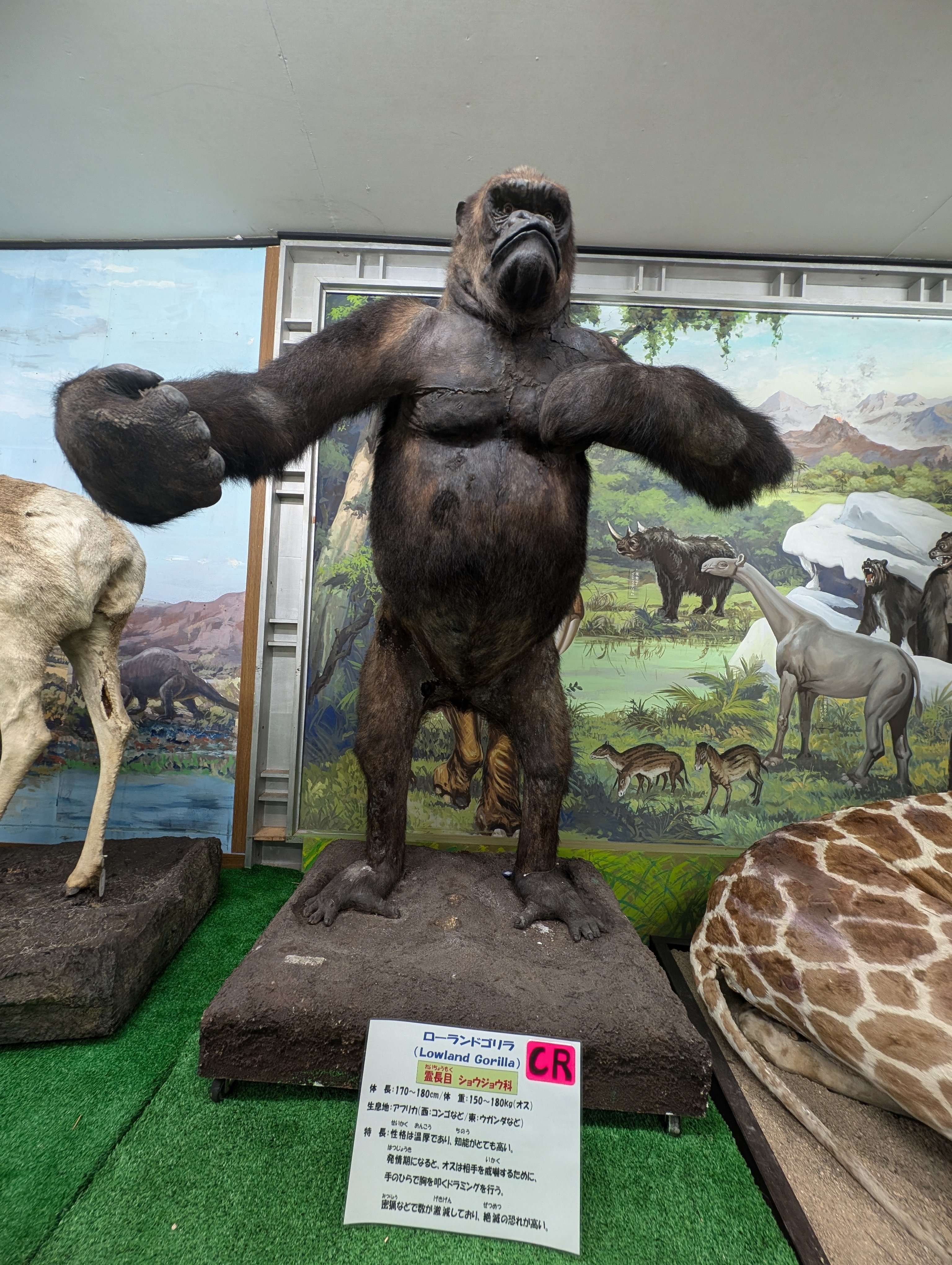 たくさん歩く(つやま自然のふしぎ館)#503｜やん（矢野達也）