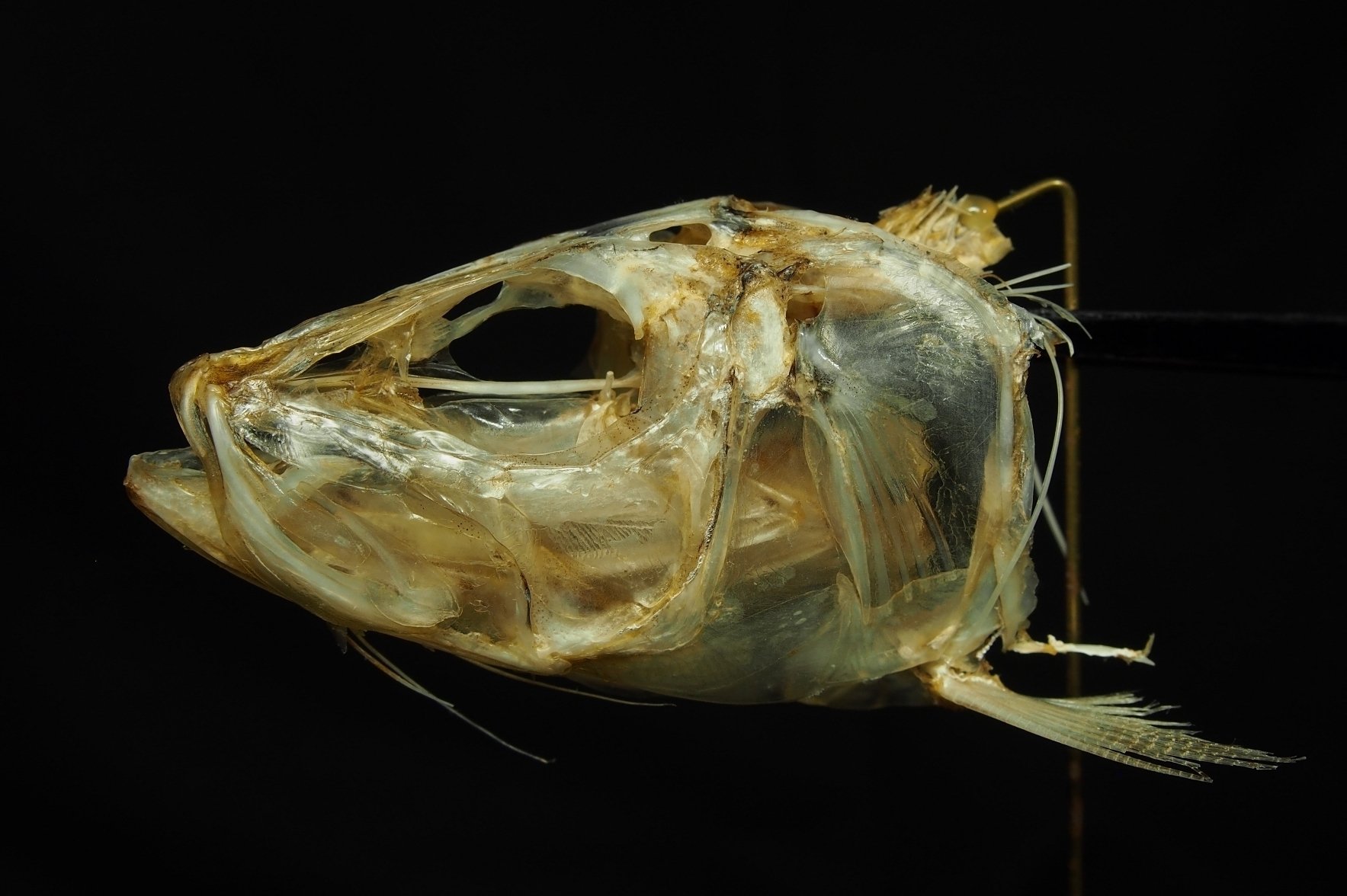 魚の骨格標本 その3 ニシンの仲間｜いぞらど