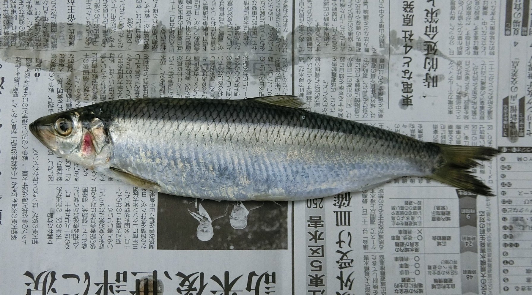 魚の骨格標本 その3 ニシンの仲間｜いぞらど