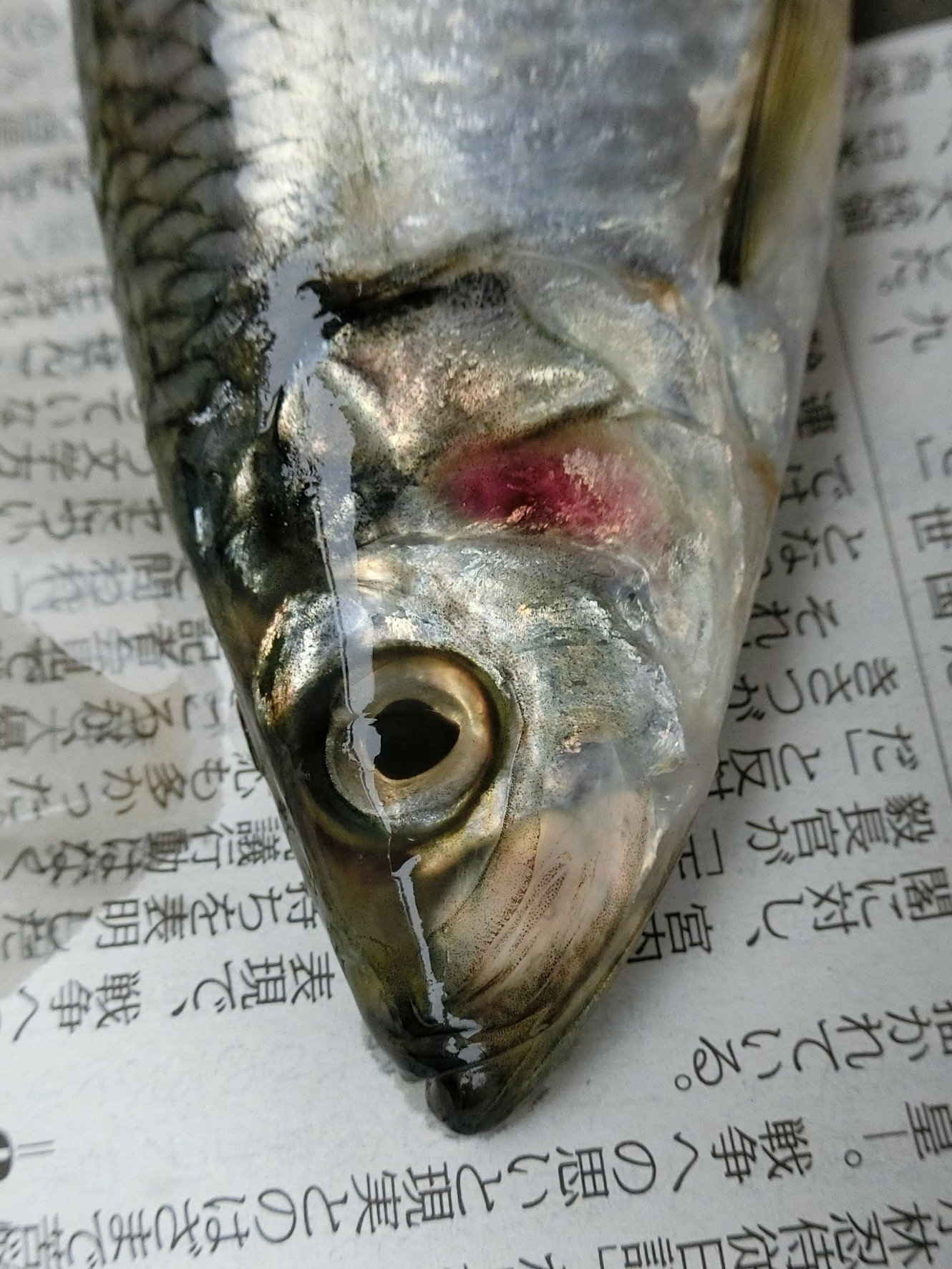 魚の骨格標本 その3 ニシンの仲間|いぞらど 魚の骨格標本 その3 ニシンの仲間|いぞらど